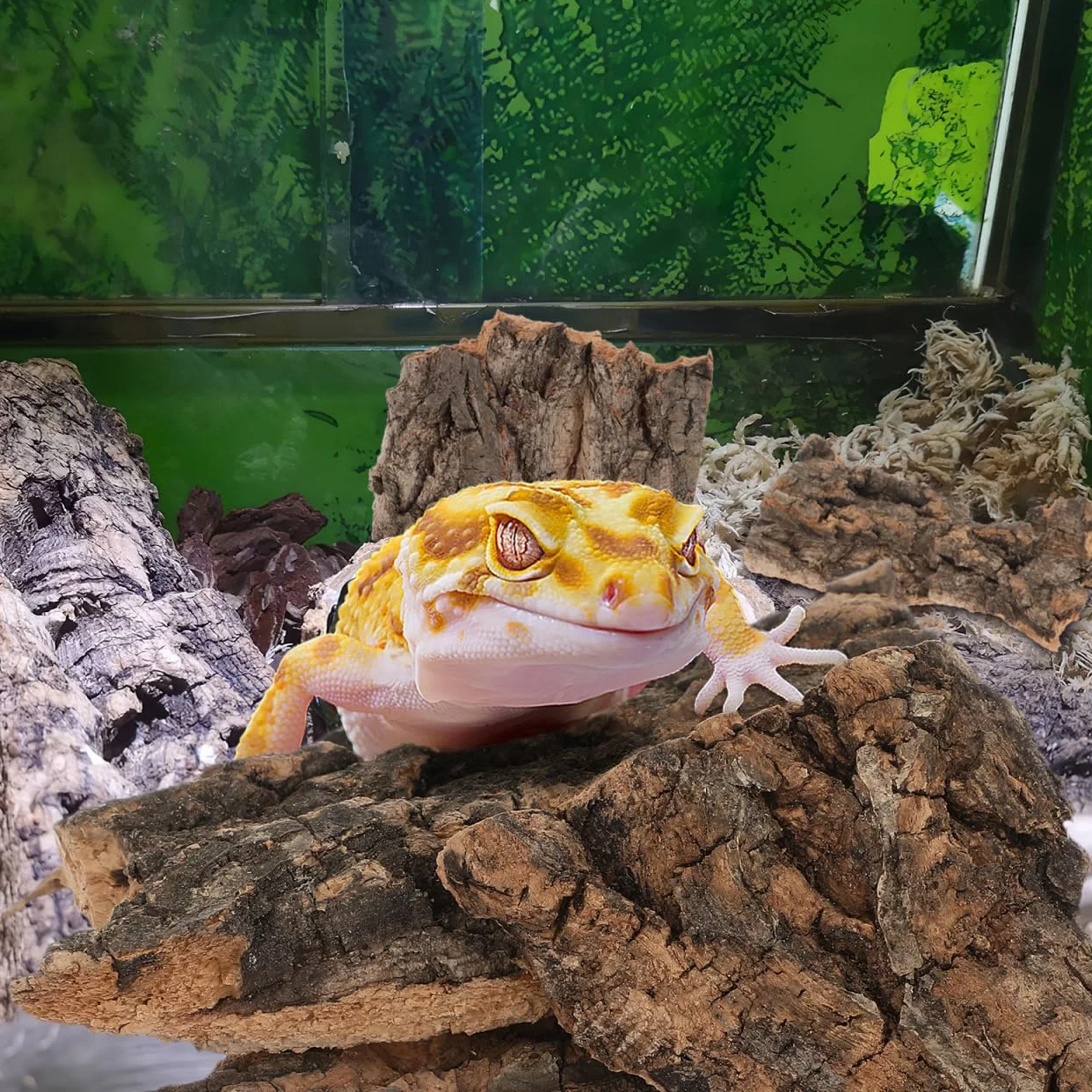 POPETPOP Lot de 10 Décors en Écorce d'arbre pour Terrarium Reptiles Lézards Tortues 3.94x3.54x0.20In