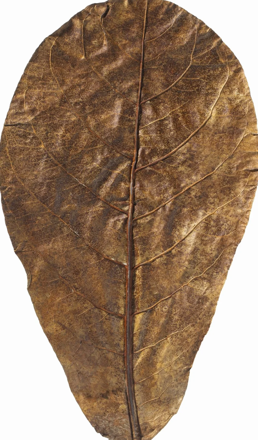 ARKA Myscape-Catappa Lot de 10 feuilles de Badamier 12,5-16 cm conditionneur d'eau naturel aquarium eau douce