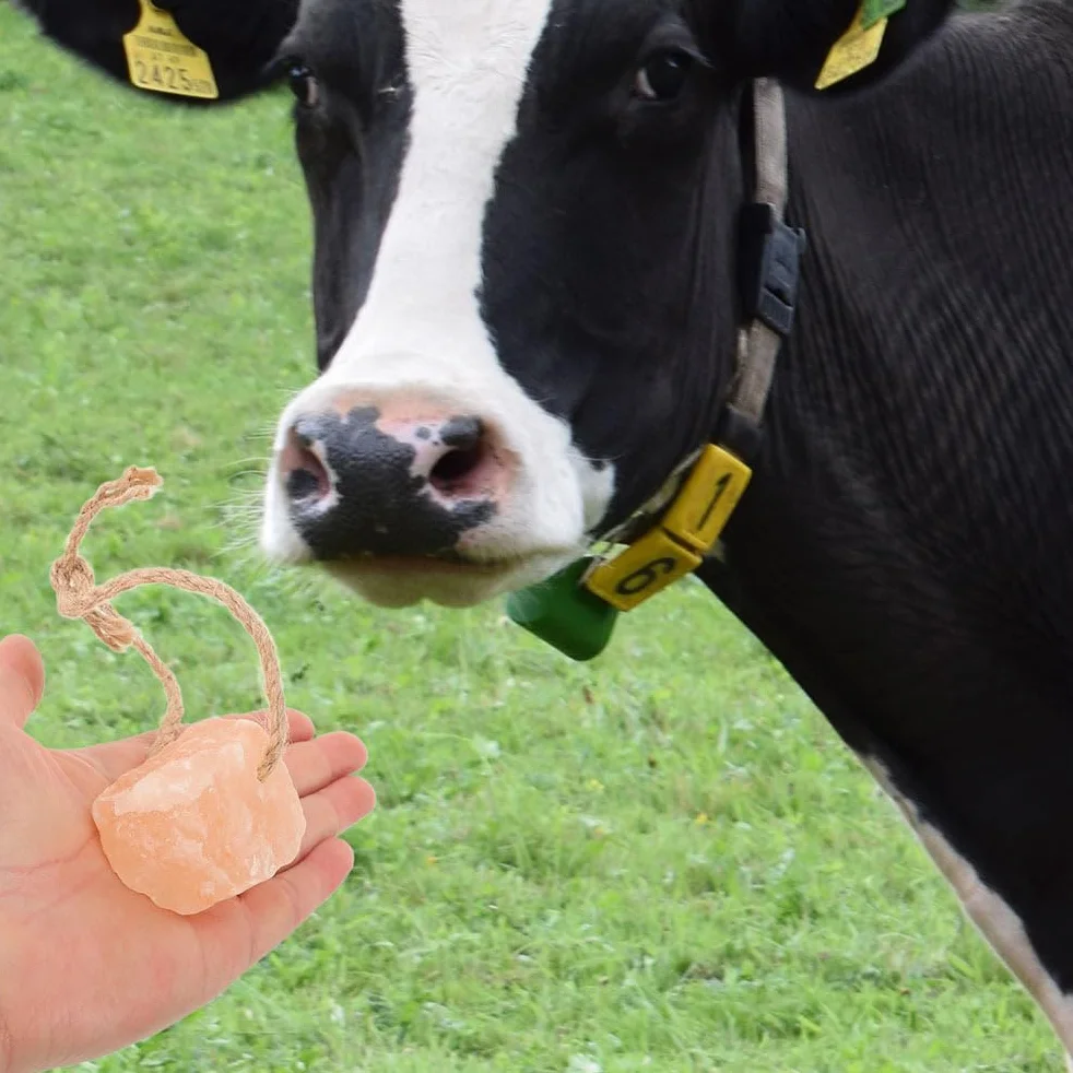 Toddmomy 4 Pièces Blocs de Sel Minéral Naturel avec Support pour Chèvres Chevaux Vaches Cerfs