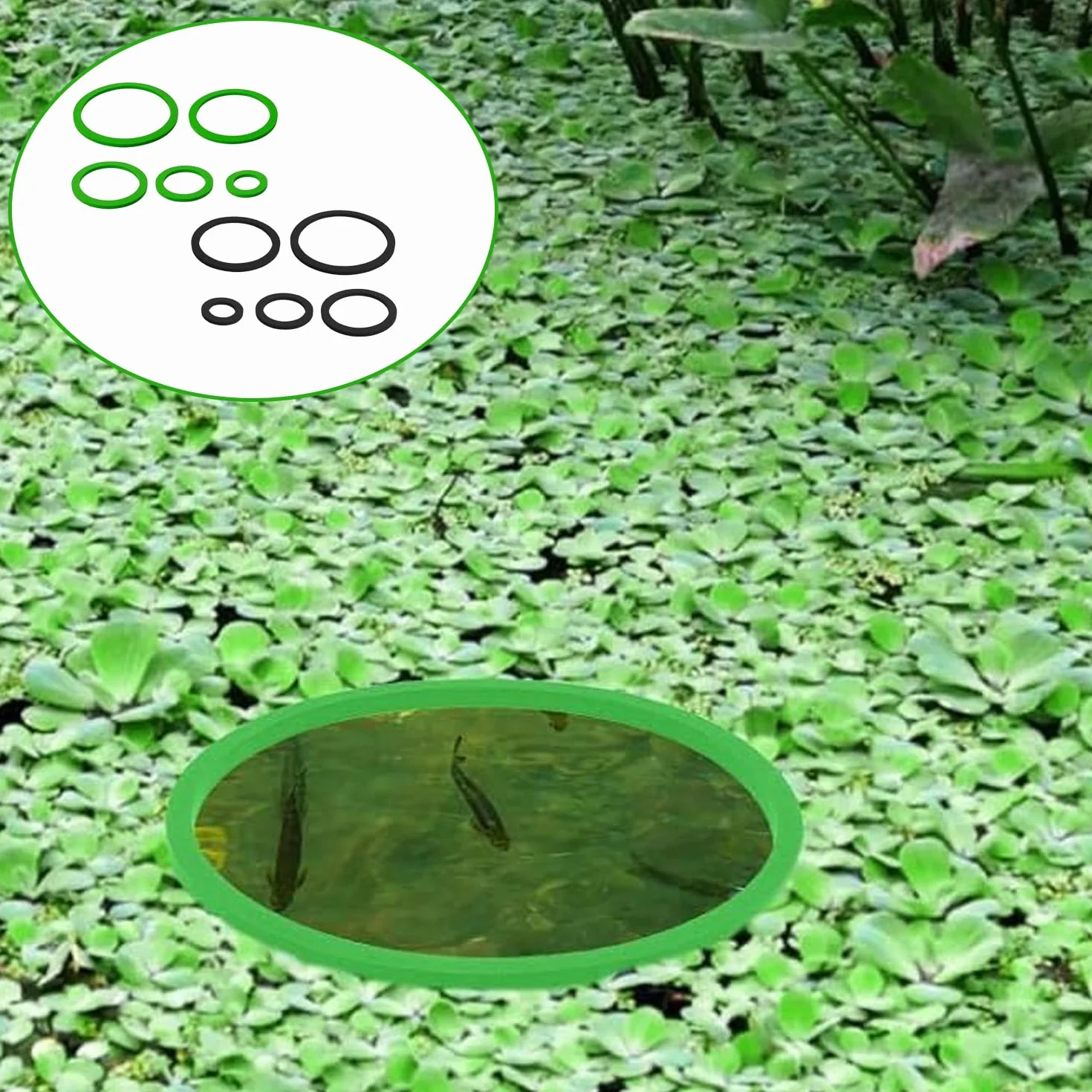 Lot de 10 Anneau Plante Flottante, Anneaux De Plantes pour Aquarium, Corral De Plantes Flottante, Anneau d'alimentation Aquarium, Rond Anneau d'alimentation pour Poisson (5 Tailles-Noir & Vert)