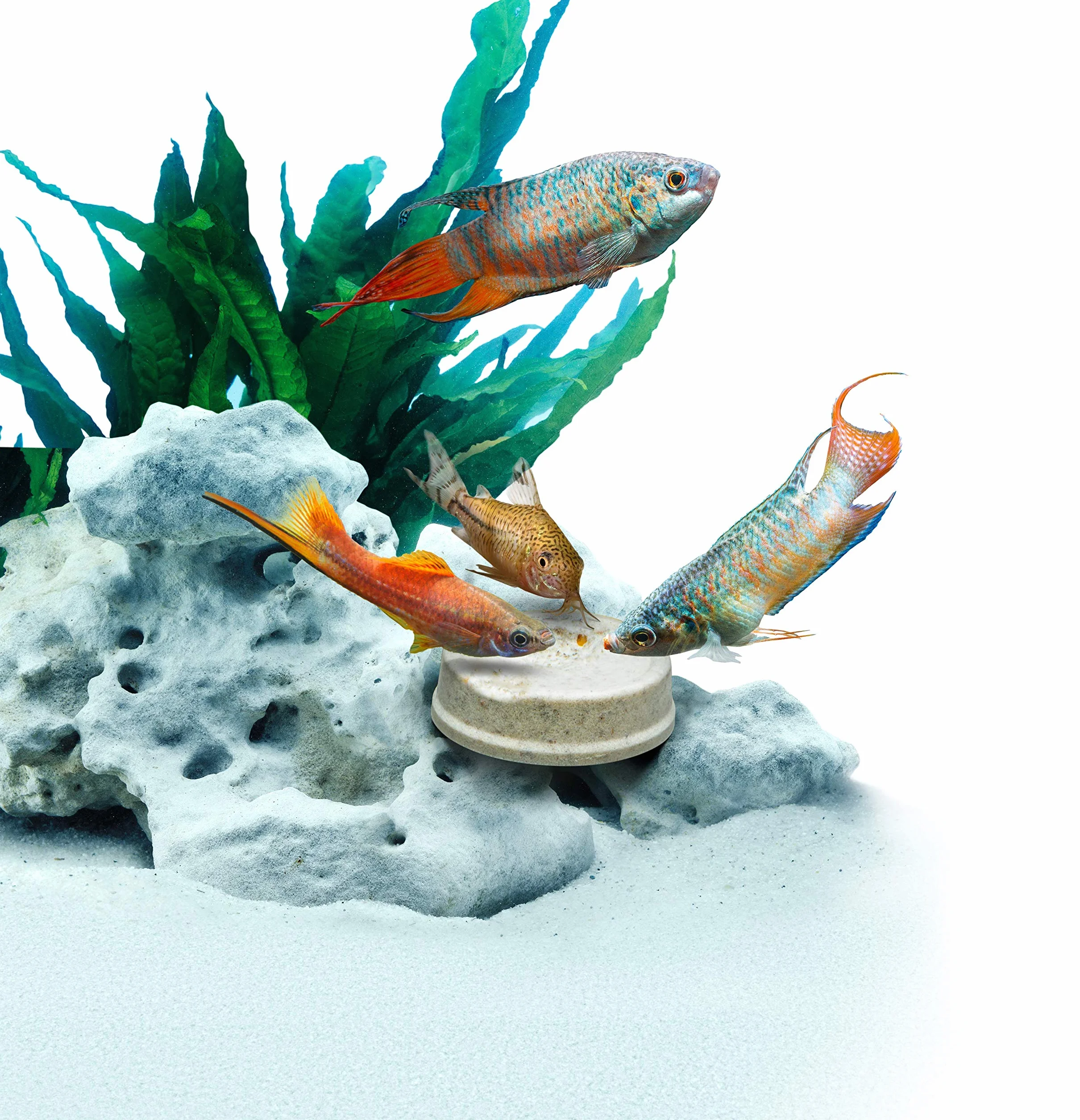 TETRA Holiday Menu 1 Bloc x 30 g Multicolore