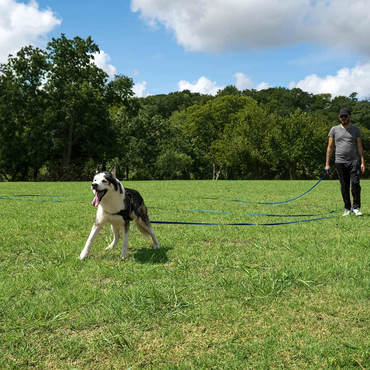Generic Laisse Rétractable pour Chien de 9,8 Pieds, Très Résistante, pour Chien Ou Chat de Taille X-Small/Small/Medium/Large, Qui Ne S'emmêle Pas