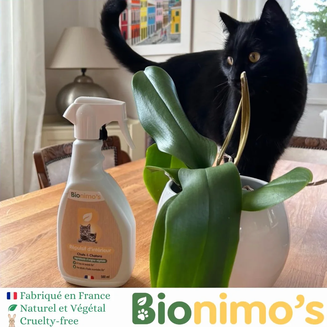 Spray Répulsif Intérieur Anti-Griffes Chats & Chatons, Naturel et Végétal, Eau de Lavande Bio, 100% Français