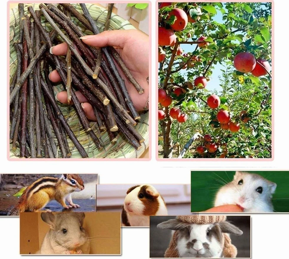 William Craft Bâtons de Pommier Naturels pour Animaux de Compagnie Chinchilla Cobaye Hamster Lapin