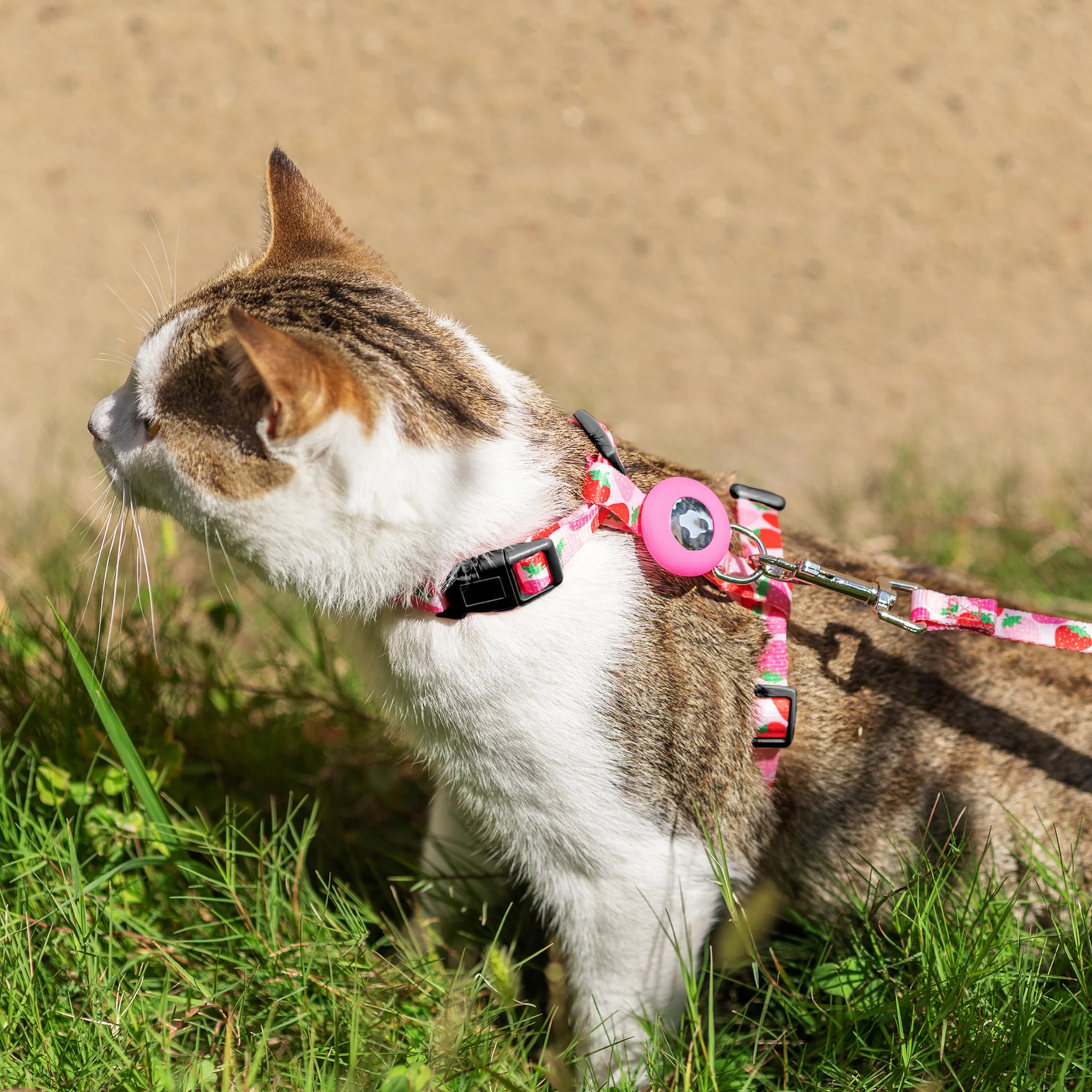 Harnais et Laisse Anti-Fugue pour Chat avec Support Airtag, Motif Strawberry, Nylon réglable