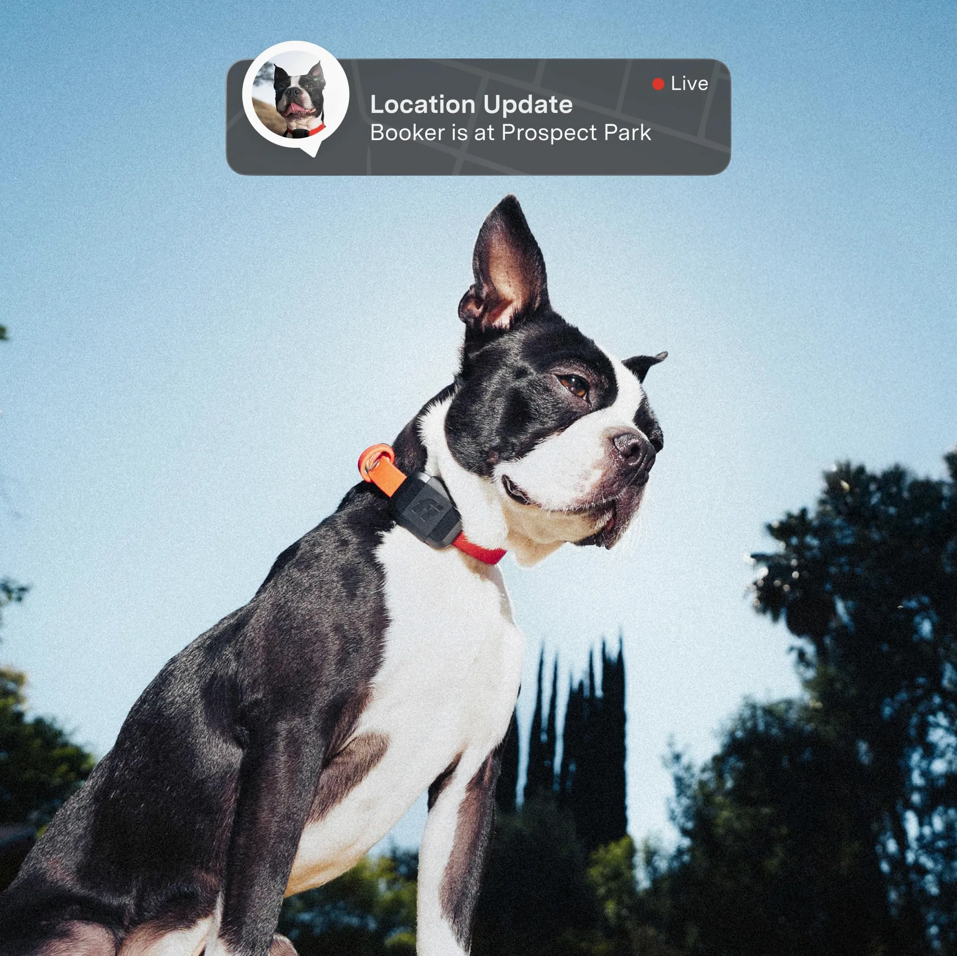 Fi Mini traceur GPS pour chiens, chats, petits animaux de compagnie – Collier universel, léger, clôtures virtuelles, alertes d'évasion, suivi de pas et de santé, étanche – 12 mois d'abonnement inclus