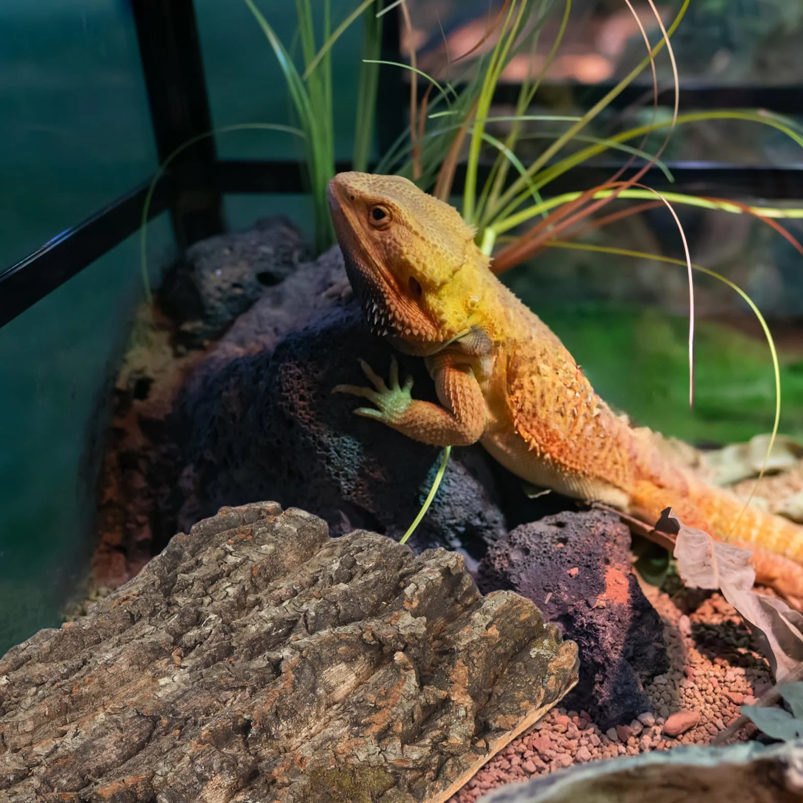 TOYANDONA Lot de 2 fonds en écorce de liège naturel pour reptile – Décoration de terrarium