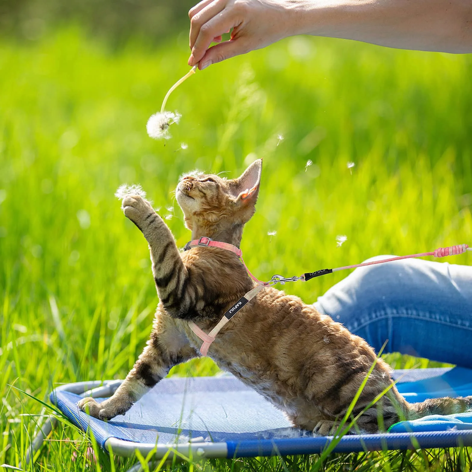 TIESOME Ensemble Harnais et Laisse pour Chat Anti-Fuite Réglable Orange