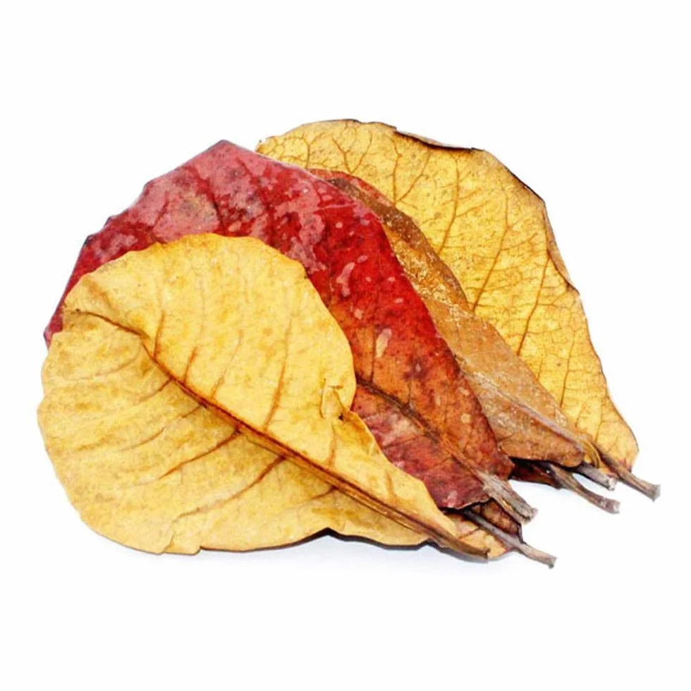 POFET Catappa Lot de 10 feuilles d'amandes indiennes Ketapang pour crevettes Betta Poisson Entretien aquarium