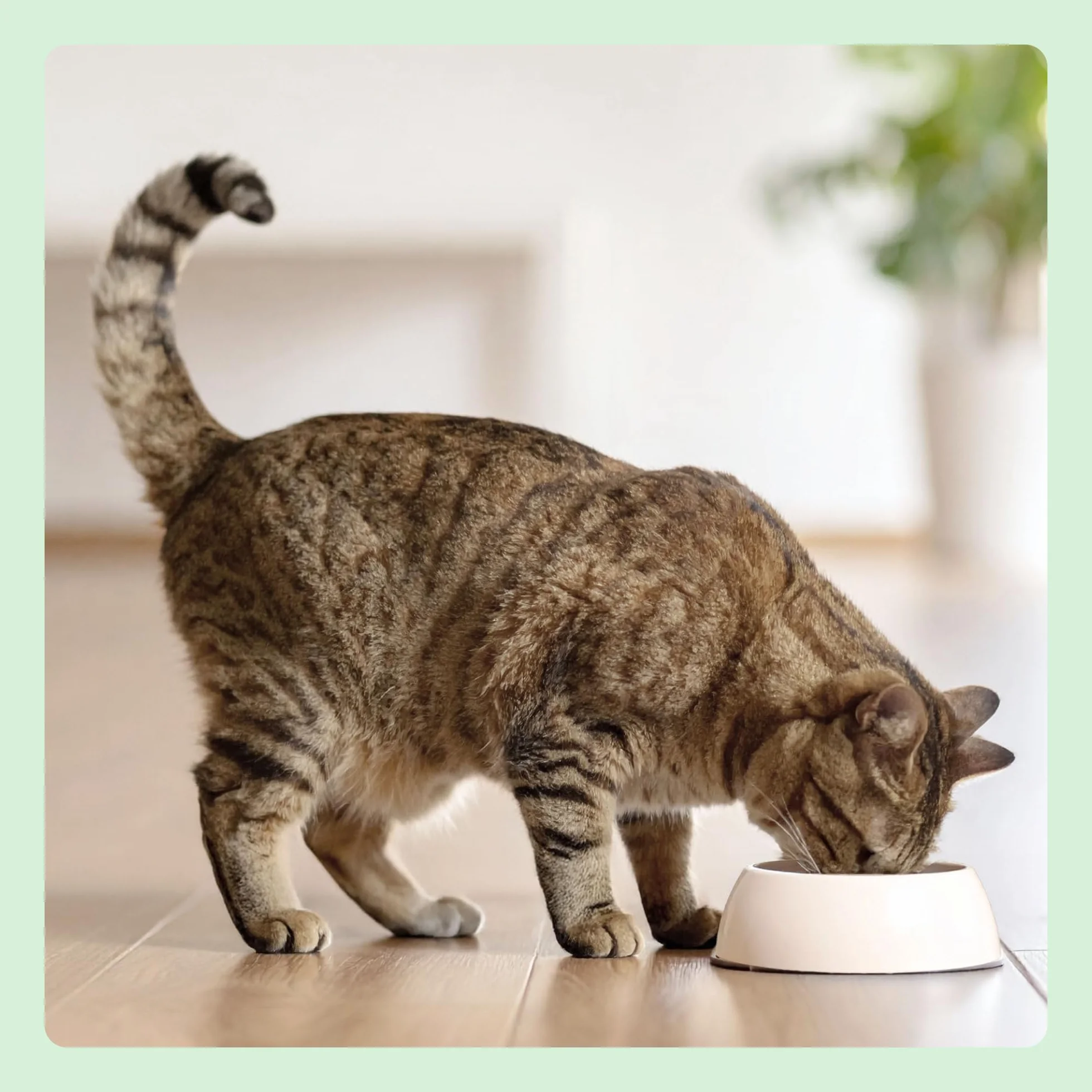 Amazon Aliment pour chat adultes sans céréale saumon frais 3kg