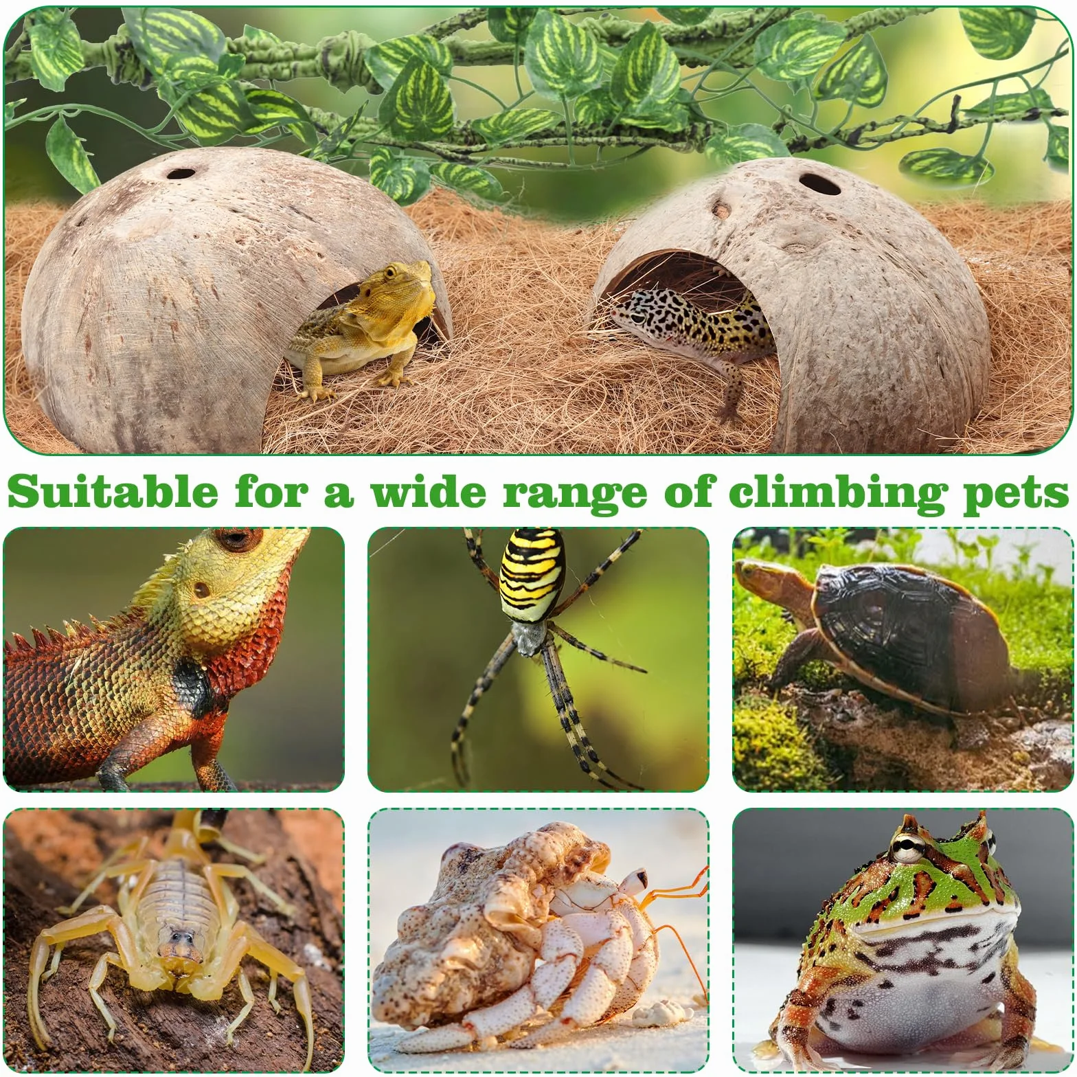 QUOZUO Accessoires de réservoir de gecko à crête, plantes grimpantes pour reptiles avec coquilles de noix de coco, pont, cachette