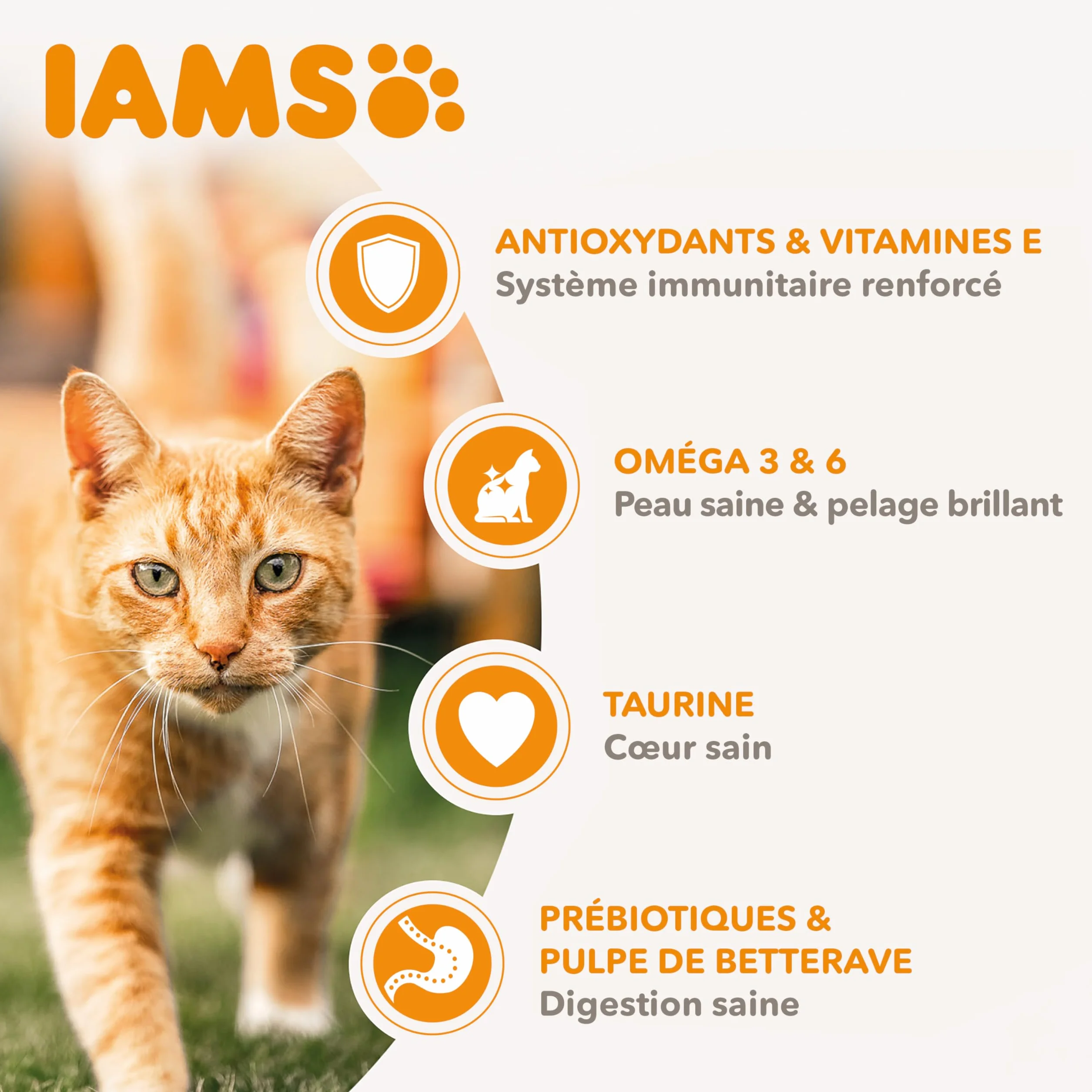 IAMS Croquette au Poulet pour Chat Adulte 10 kg