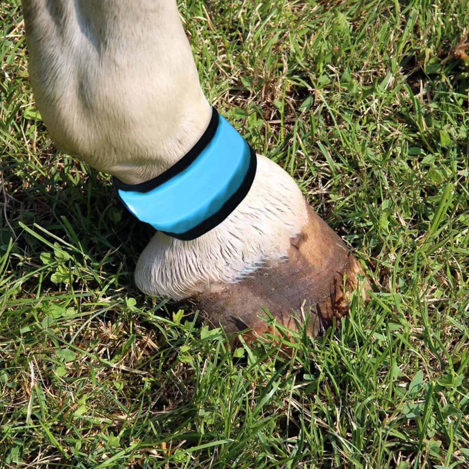 Sangles réfléchissantes pour chevaux – Bandes de cheville LED en nylon durable avec lumière vive, accessoires équestres de sécurité réglable