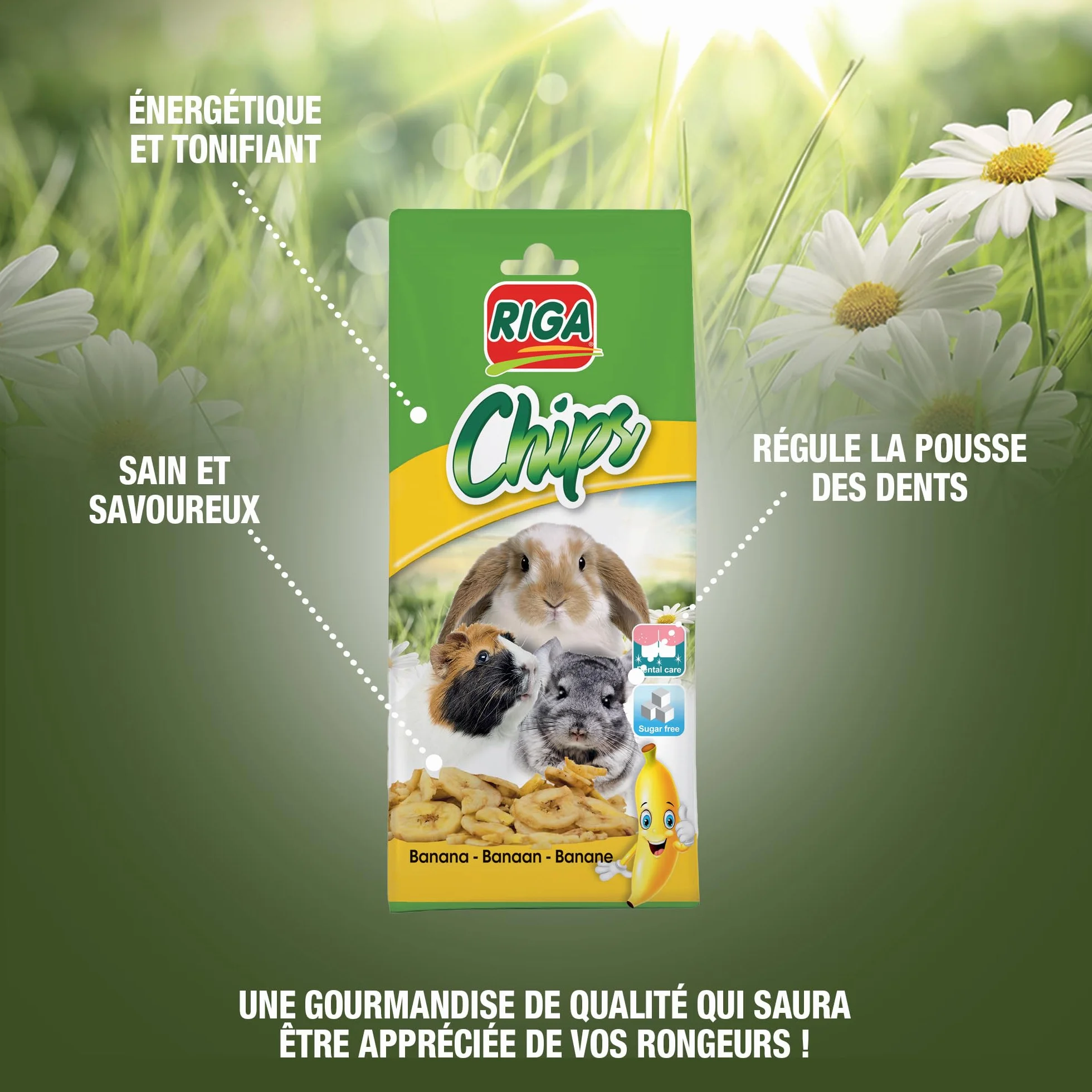 Riga Chips de Banane Séchée Friandise Naturelle pour Rongeurs Riche en Vitamines et Minéraux sans Additifs 50G