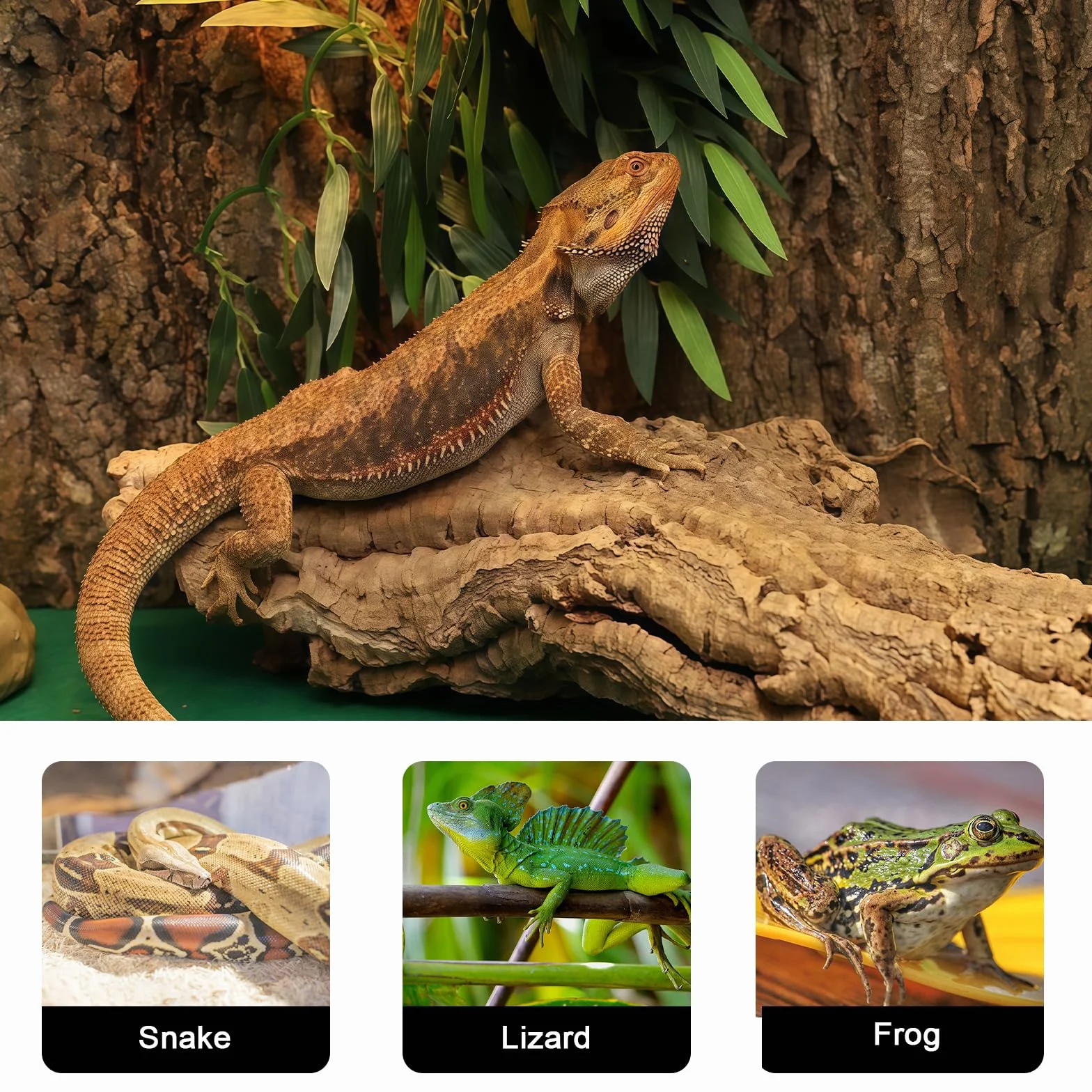 GOMETY 3 Pièces Écorce de Liège pour Terrarium 30x20 cm, Paroi Arrière Naturelle pour Reptiles