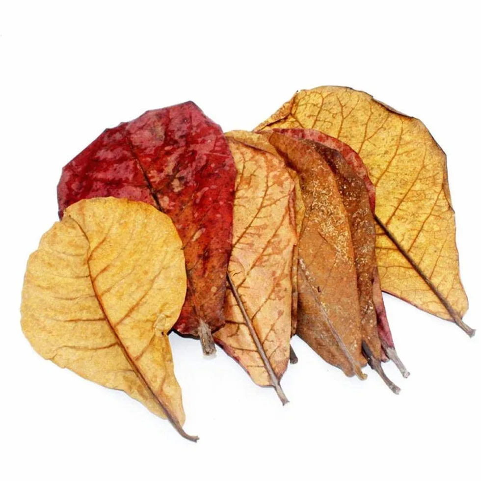 POFET Catappa Lot de 10 feuilles d'amandes indiennes Ketapang pour crevettes Betta Poisson Entretien aquarium