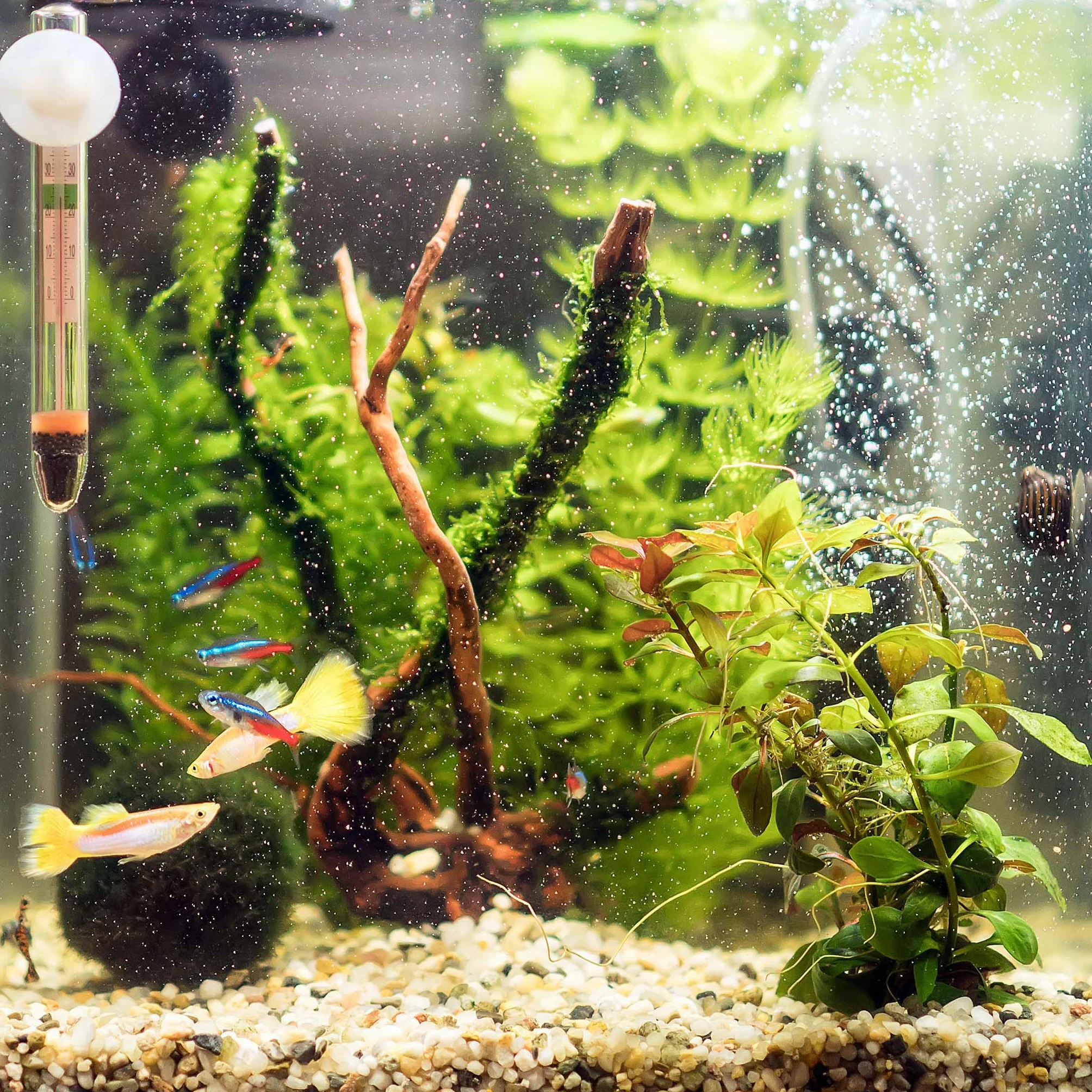 SunSun WDJ-02 Thermomètre flottant en verre pour aquarium avec ventouse