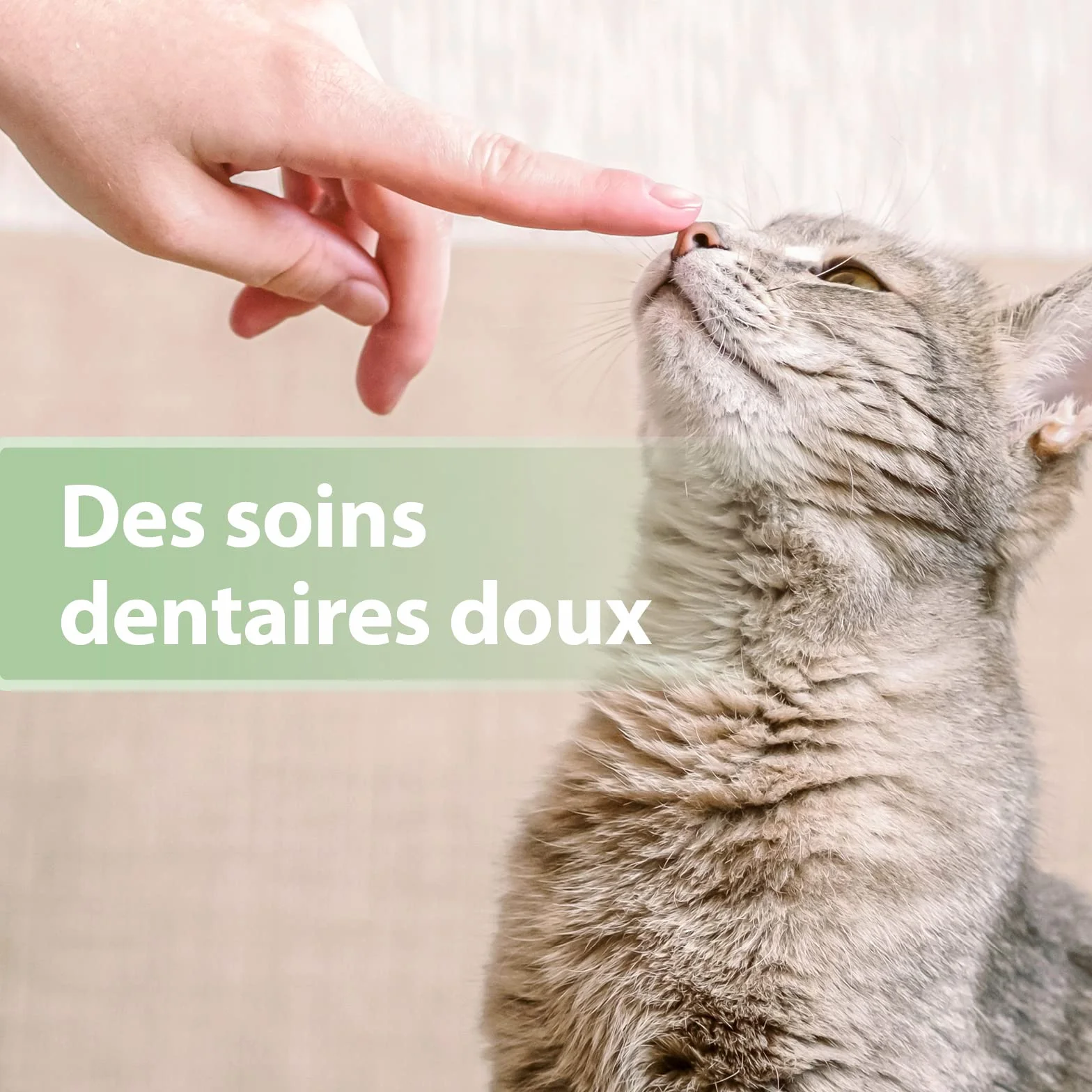 Felisept Doigtiers De Soins Dentaires Pour Chats 50 pcs - Nettoyage Dents Chat Hygiène Santé