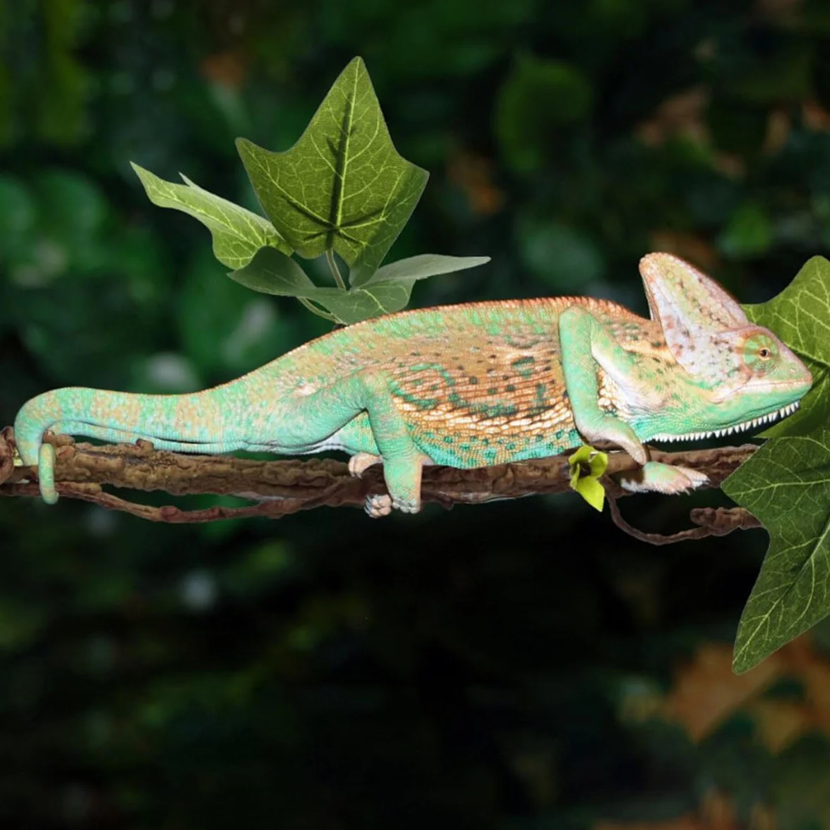 Sarini 2 pièces décorations de Plantes de Terrarium Branche Vigne Reptile Ventouse Escalade Serpent Lézard