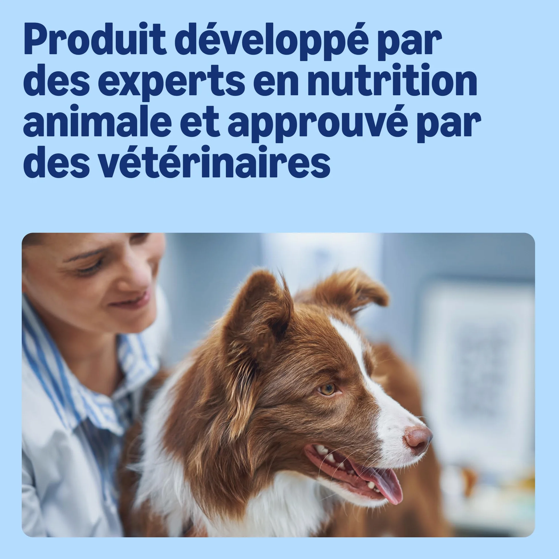 Amazon Croquettes complètes pour chien adulte Boeuf aux Petits Pois 20kg