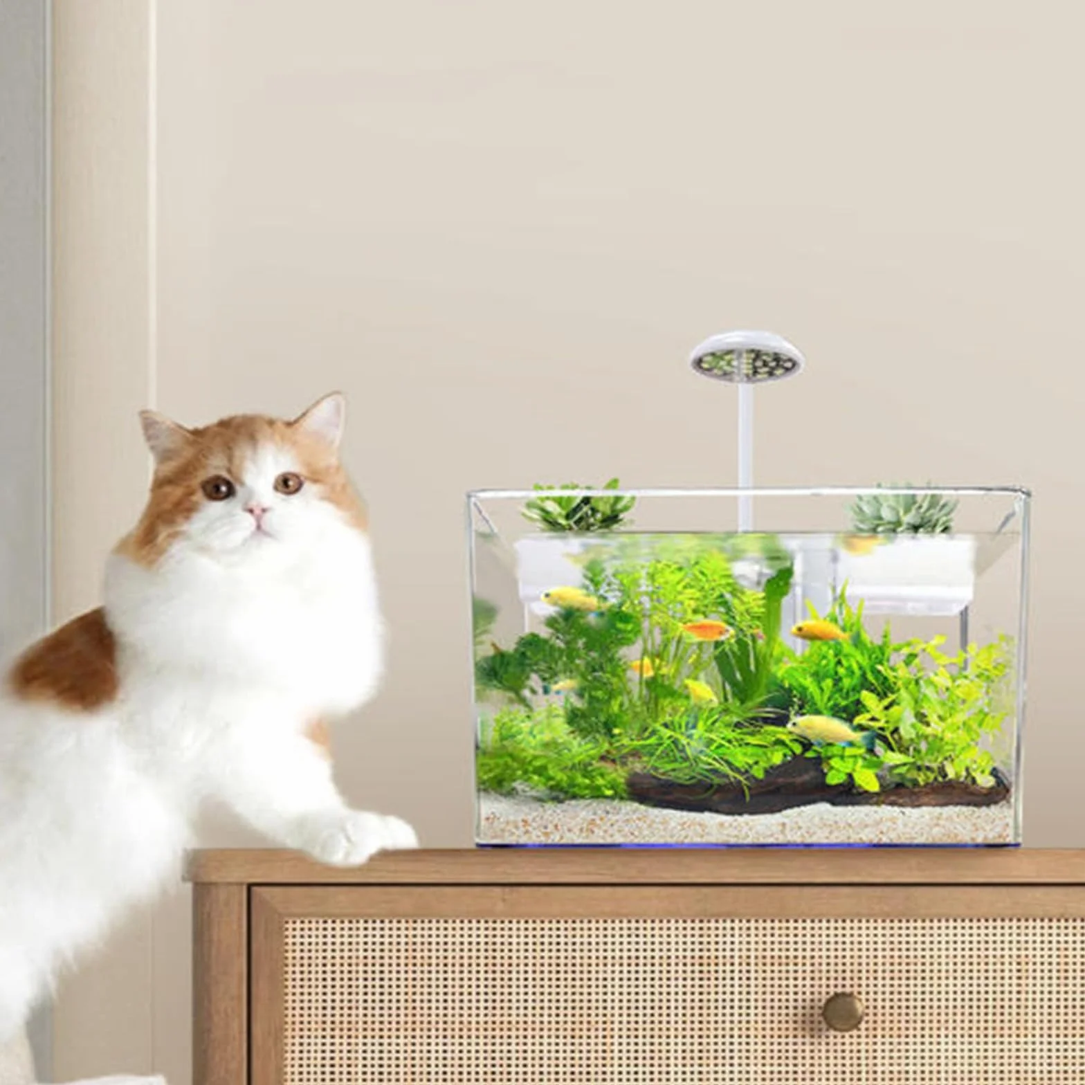 Kit d'habitat pour Tortues avec Filtre à Eau Complet et Zone Multifonction