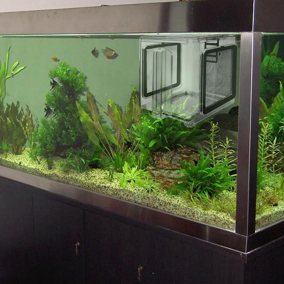 Boîte d'élevage de Poissons de mer en Acrylique Transparent, réservoir d'aquarium Amovible pour bébés Poissons
