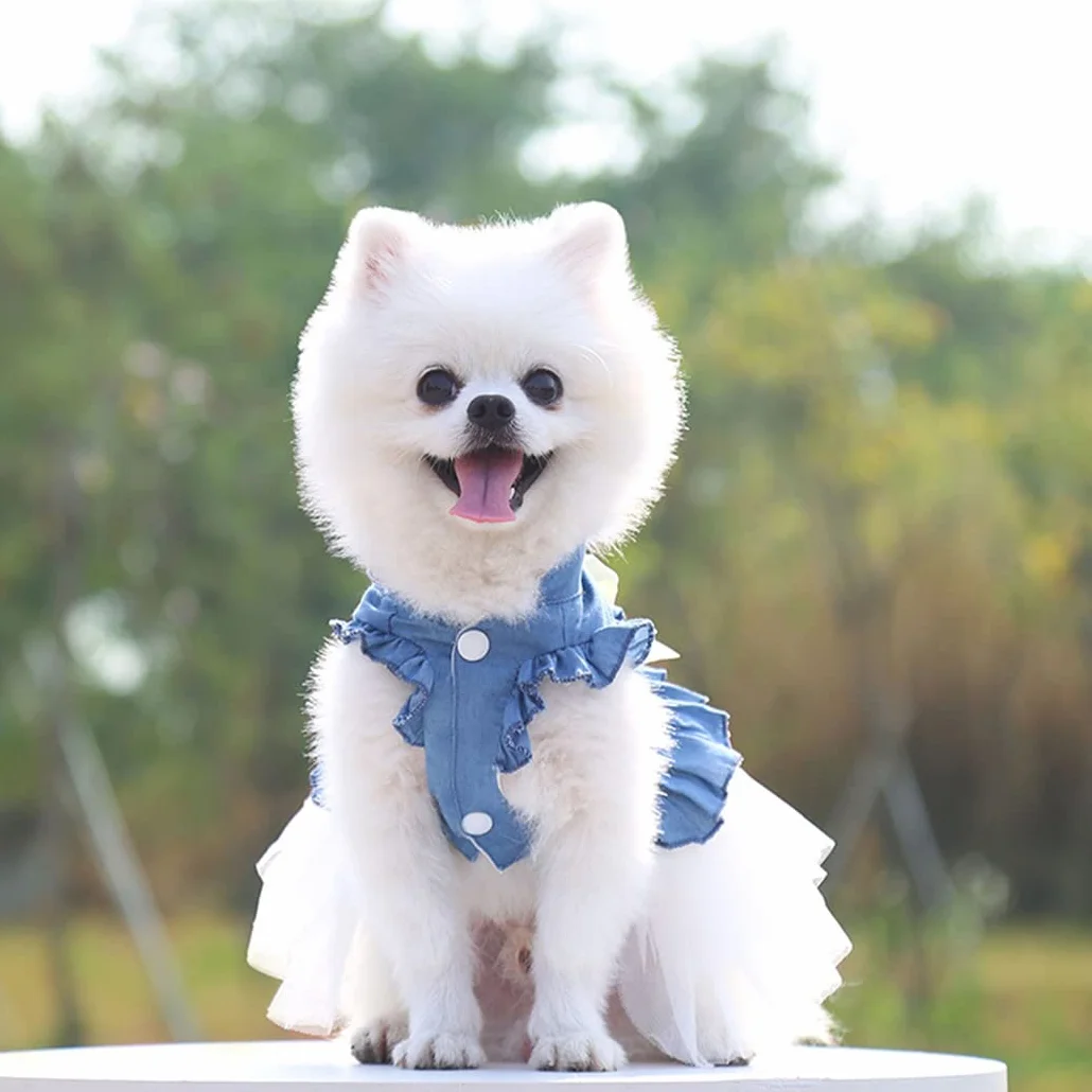 XIAOYU Chien Robe Animal de Compagnie Bowknot Princesse Jupe été Denim Gilet Chemises Douce Soirée Mariage vêtements Blanc XXL