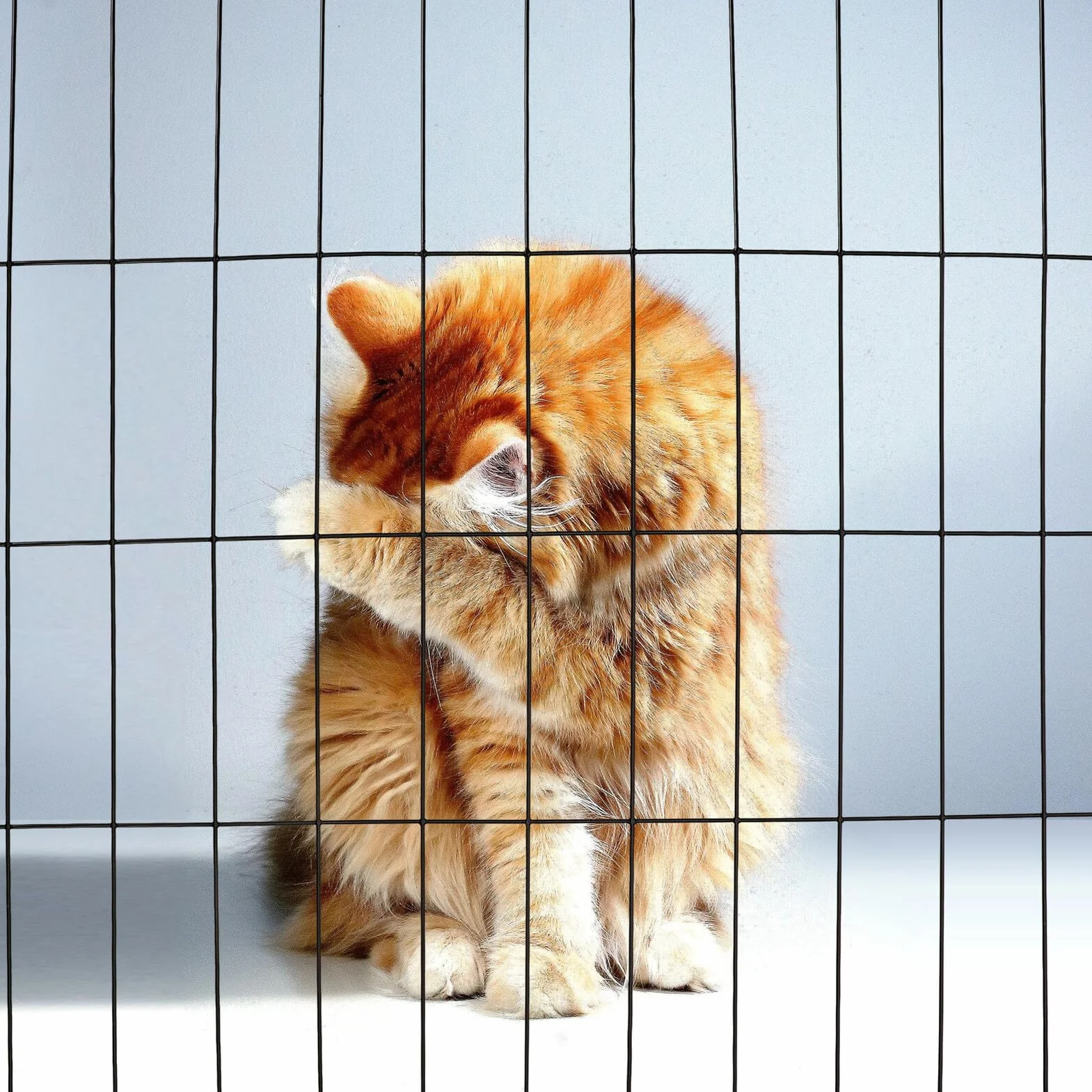 Porte De Cage Métallique Grille Moustiquaire en Fer 35x45 cm pour Chats Chiens