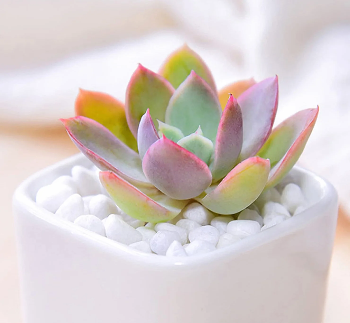 Gravier Aquarium Naturel Blanc 900g – Décoration Jardin Plante Tortue