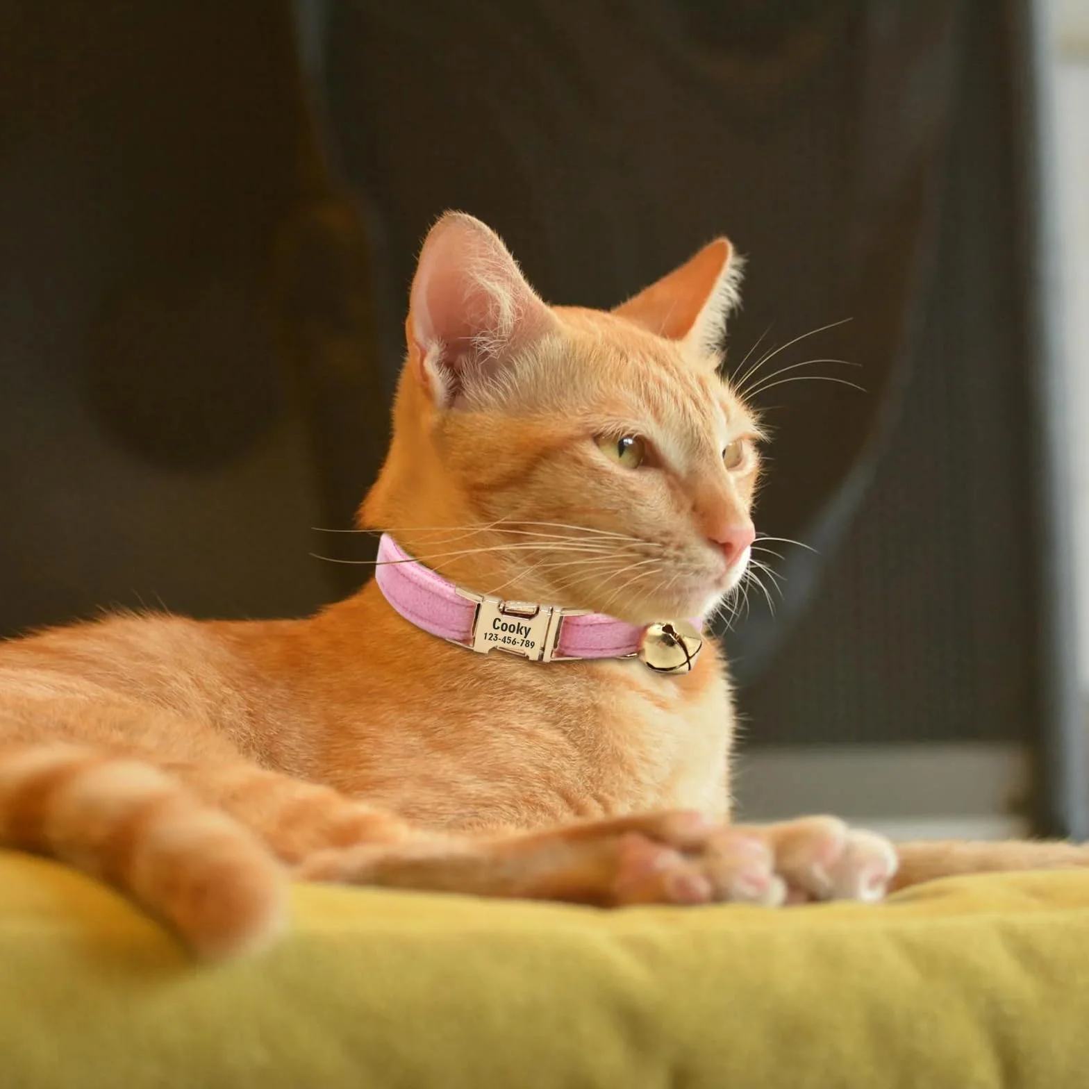 Collier pour Chat en Velours Personnalisé avec Nom et Clochette Rose Poudré