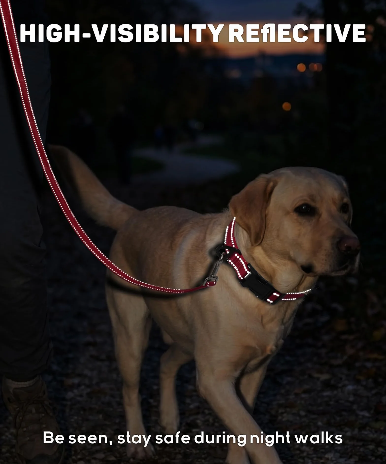 Collier pour Chien en Nylon Réfléchissant Réglable, Noir, 2.5cm