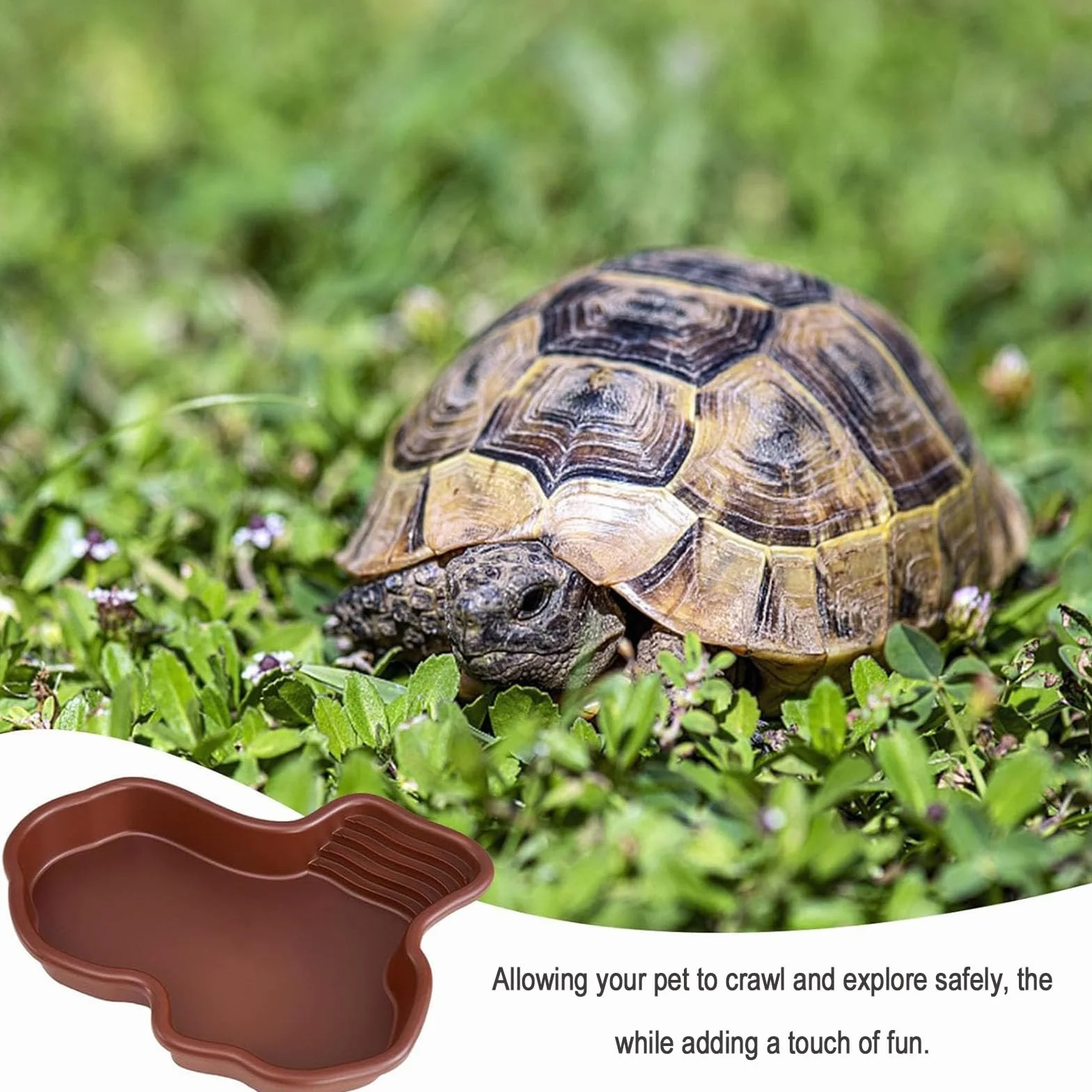 Plat d'eau pour Reptiles, Tortues avec Rampe, Bain Amphibiens Lézards, Ornement d'aquarium