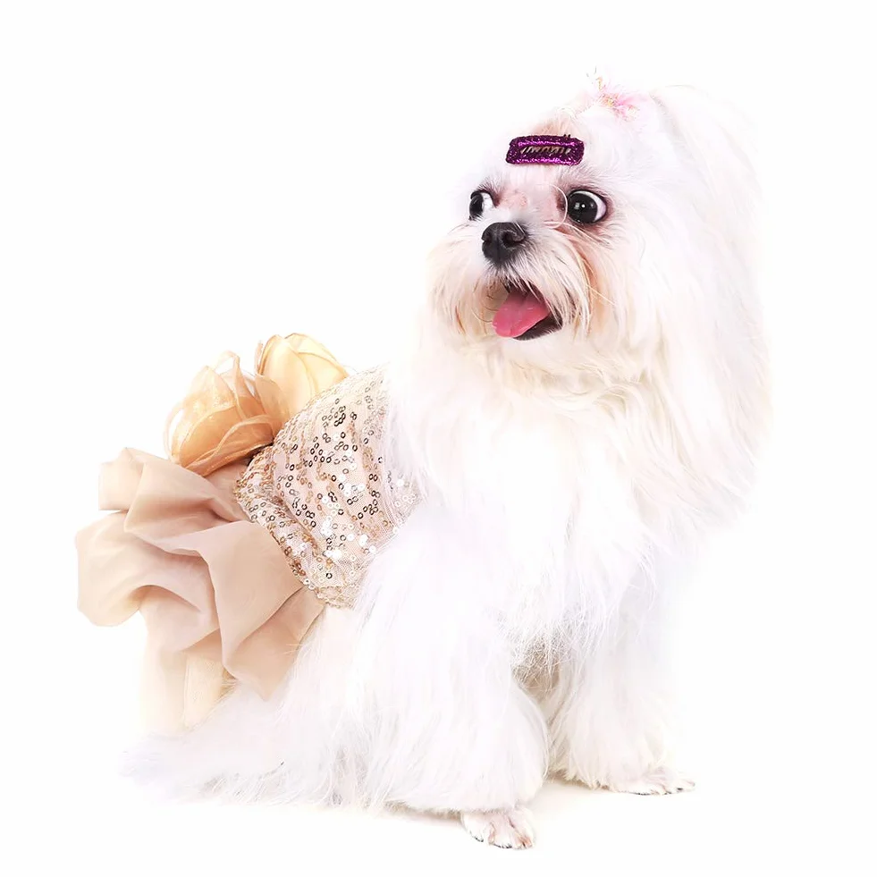Costume de Chien Sequin Tutu Jupe Élégant pour Petits Chiens (Gold L)