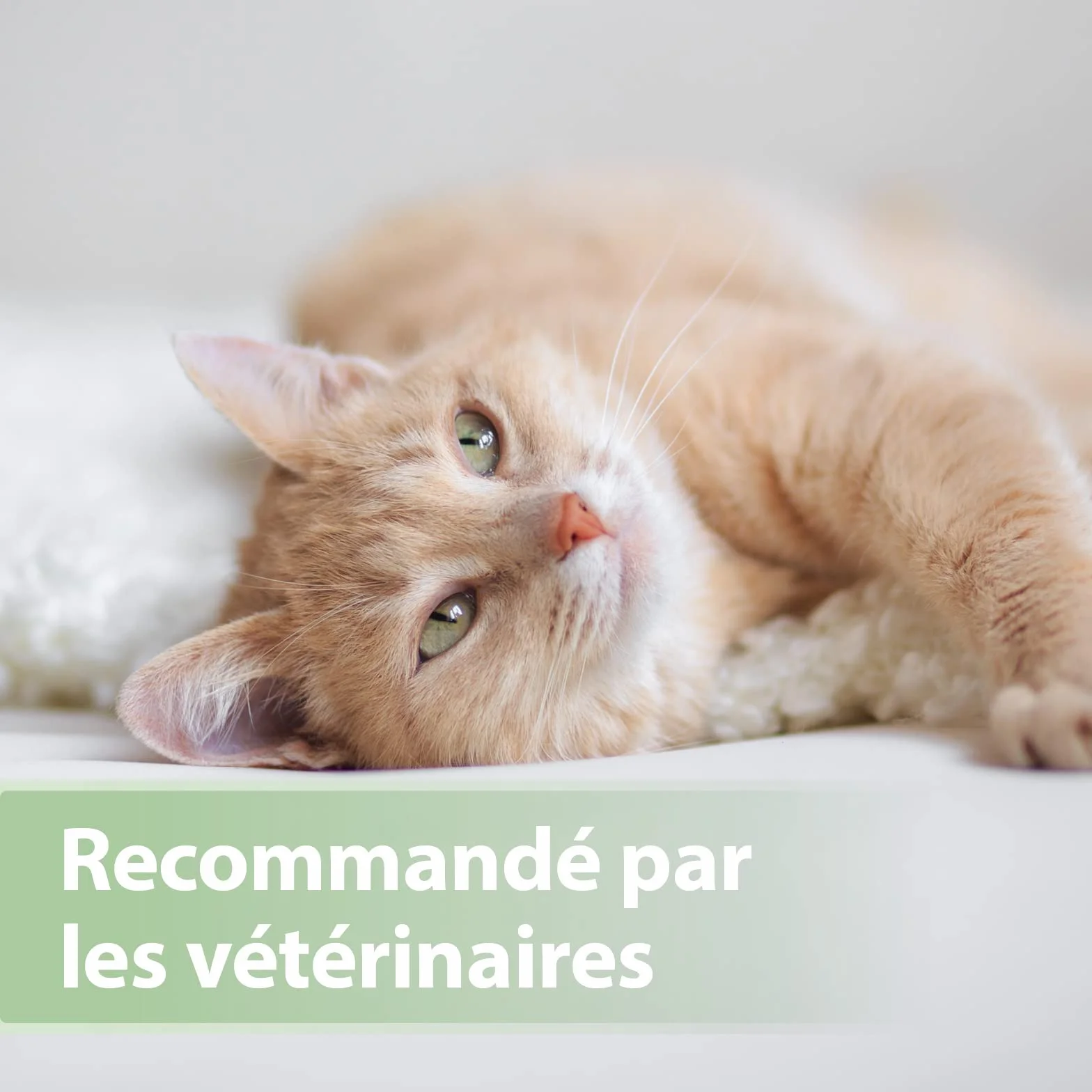 Felisept Doigtiers De Soins Dentaires Pour Chats 50 pcs - Nettoyage Dents Chat Hygiène Santé