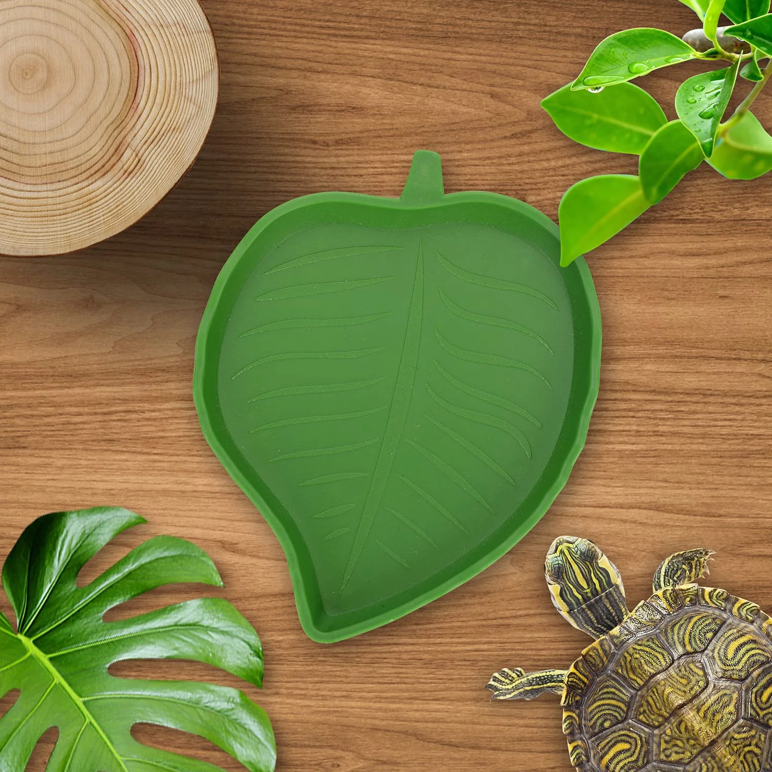 Molain Lot de 2 bols plats pour nourriture et tortue - 2 tailles