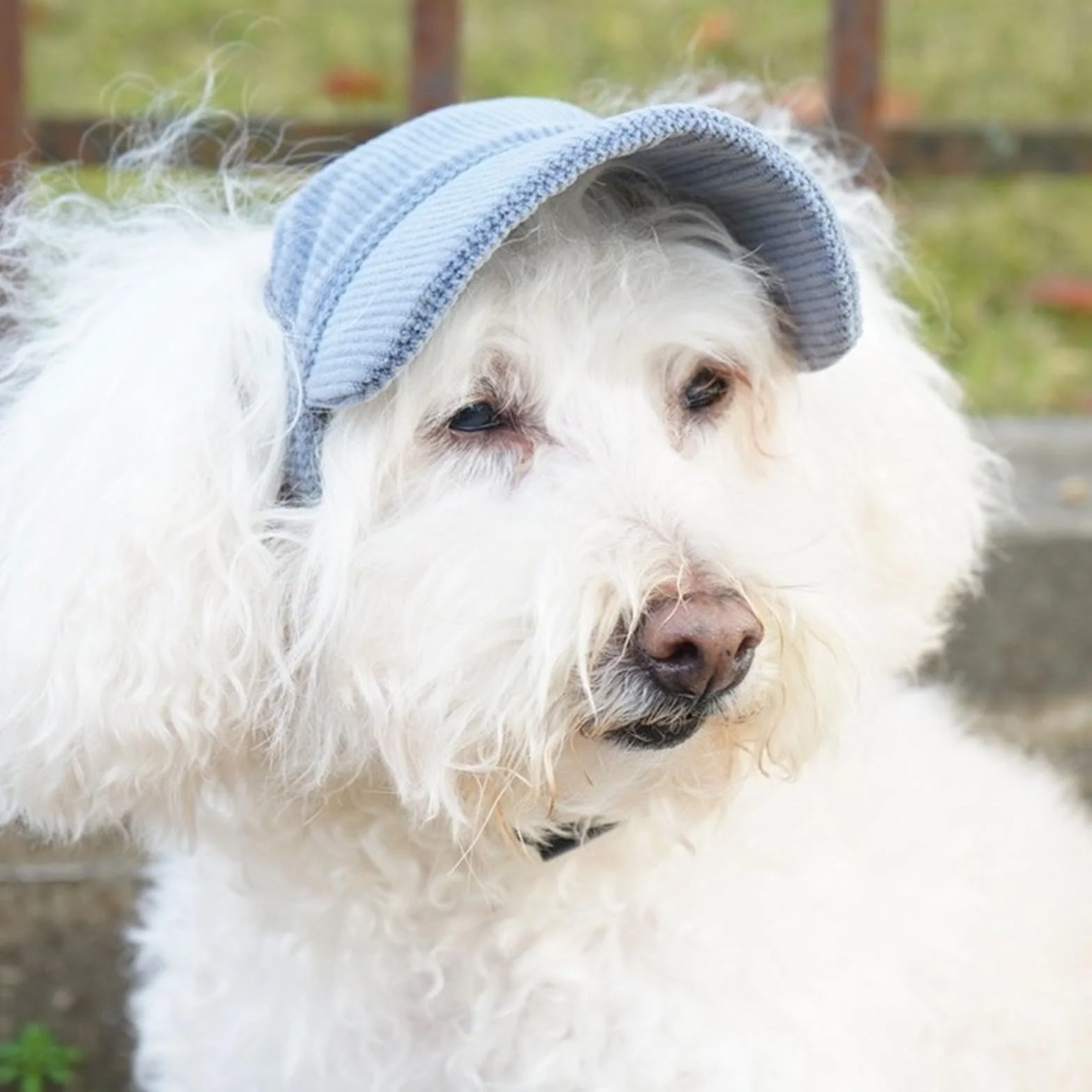 Casquette Chien avec Nom Brodé Personnalisé Chapeau Chien Personnalisée Casquette de Baseball pour Petit, Moyens et Grande Animaux de Compagnie
