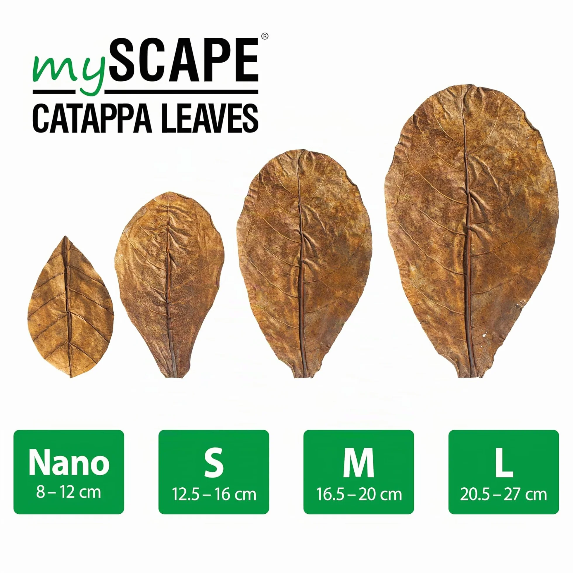 ARKA Myscape-Catappa Lot de 10 feuilles de Badamier 12,5-16 cm conditionneur d'eau naturel aquarium eau douce