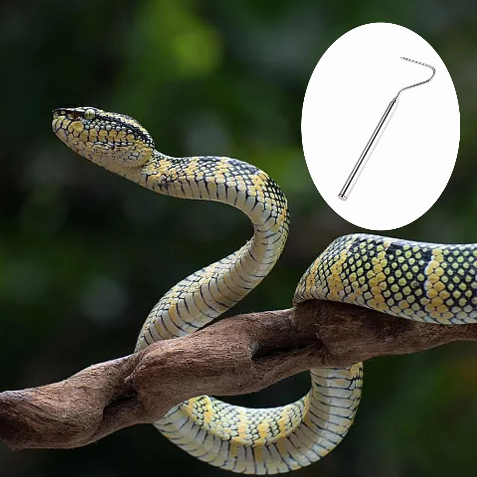 Pince à Crochet Télescopique en Acier Inoxydable pour Attraper les Reptiles