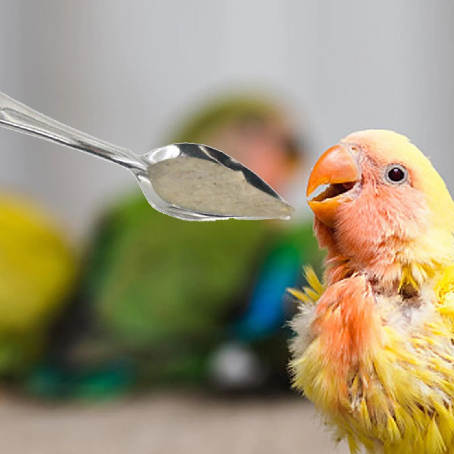 Cuillère à Nourrir pour Oiseaux en Métal 10 Pièces pour Perruches, Conures, Pivoine