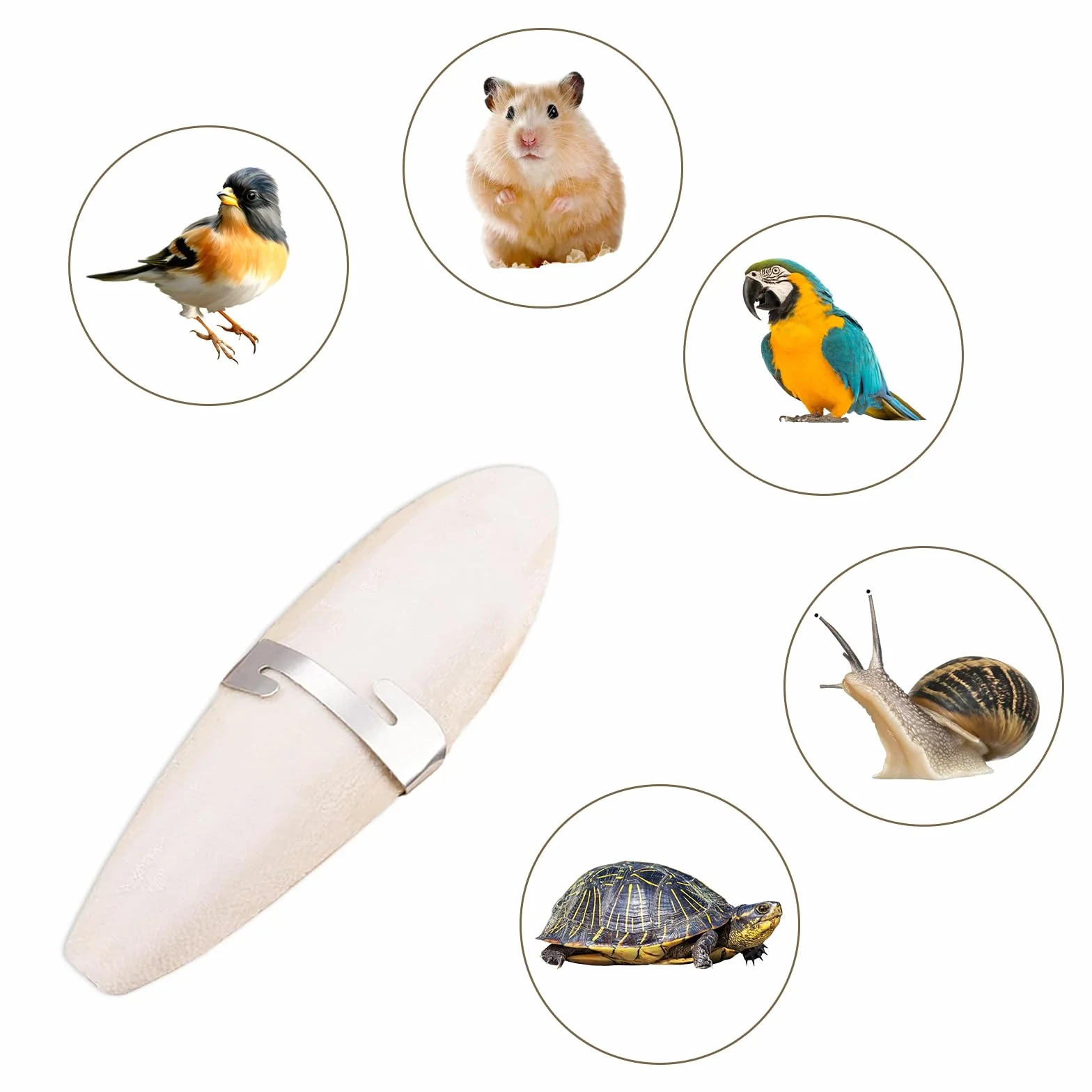 Lot de 10 bols à sépia pour tortues 9-12 cm avec support calcium minéraux