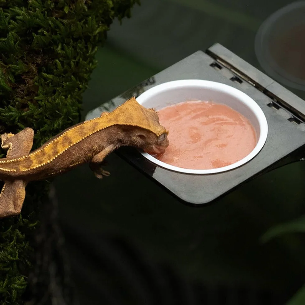 DONGKER Gamelle à Eau et Nourriture pour Reptiles, Mangeoire Magnétique pour Lézard, Tortue, Scorpion, Plat à Eau pour Réservoirs < 4 mm