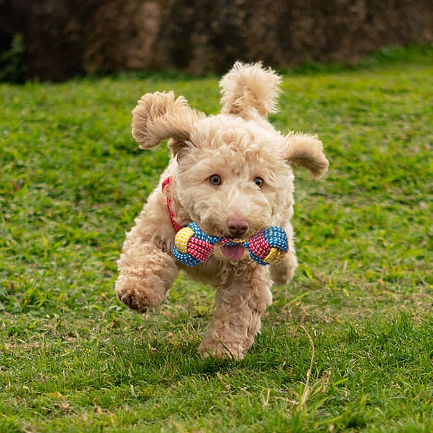 Toozey Jouet pour Chien 7 Jouets Durables Chiots Petits Chiens Peluche Non Toxique Coton Naturel