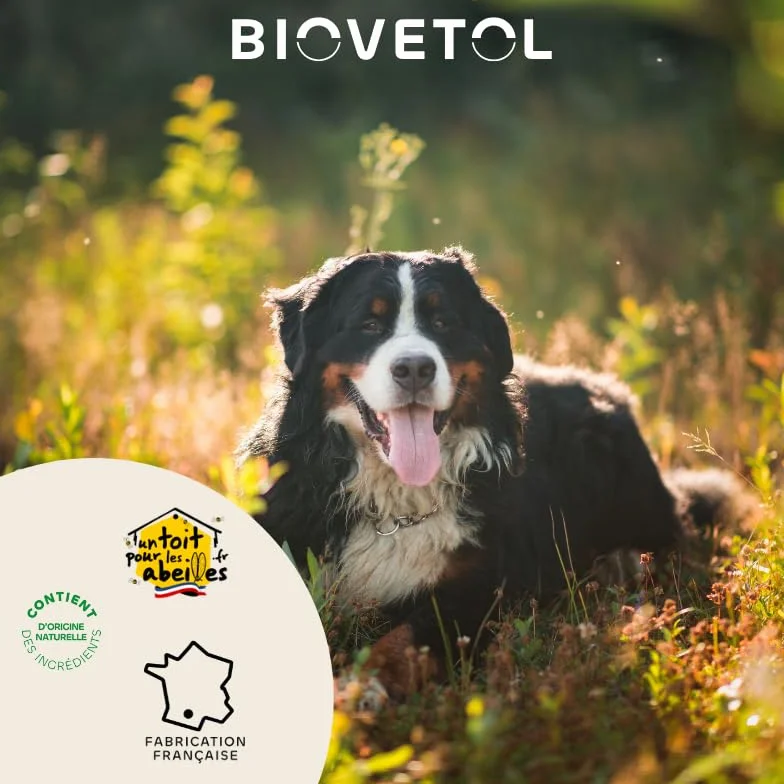 Biovetol Probiotique Comprimés Regul'Transit Complément Alimentaire Spécial Transit Chien Lot de 3