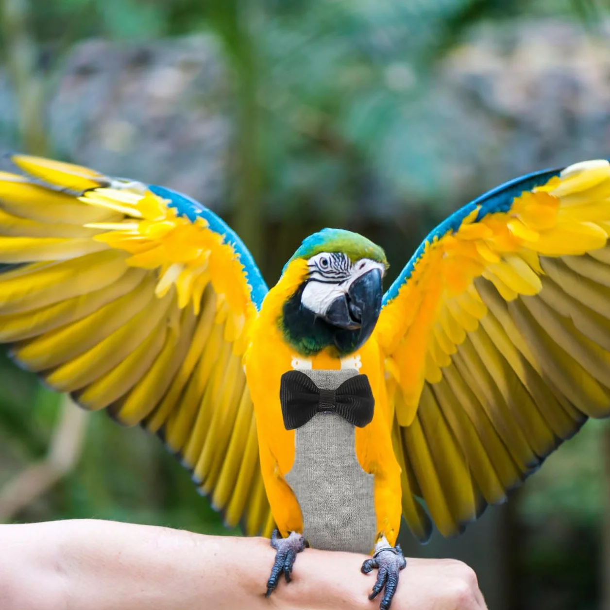 Lavable Costume pour Oiseaux Perroquets