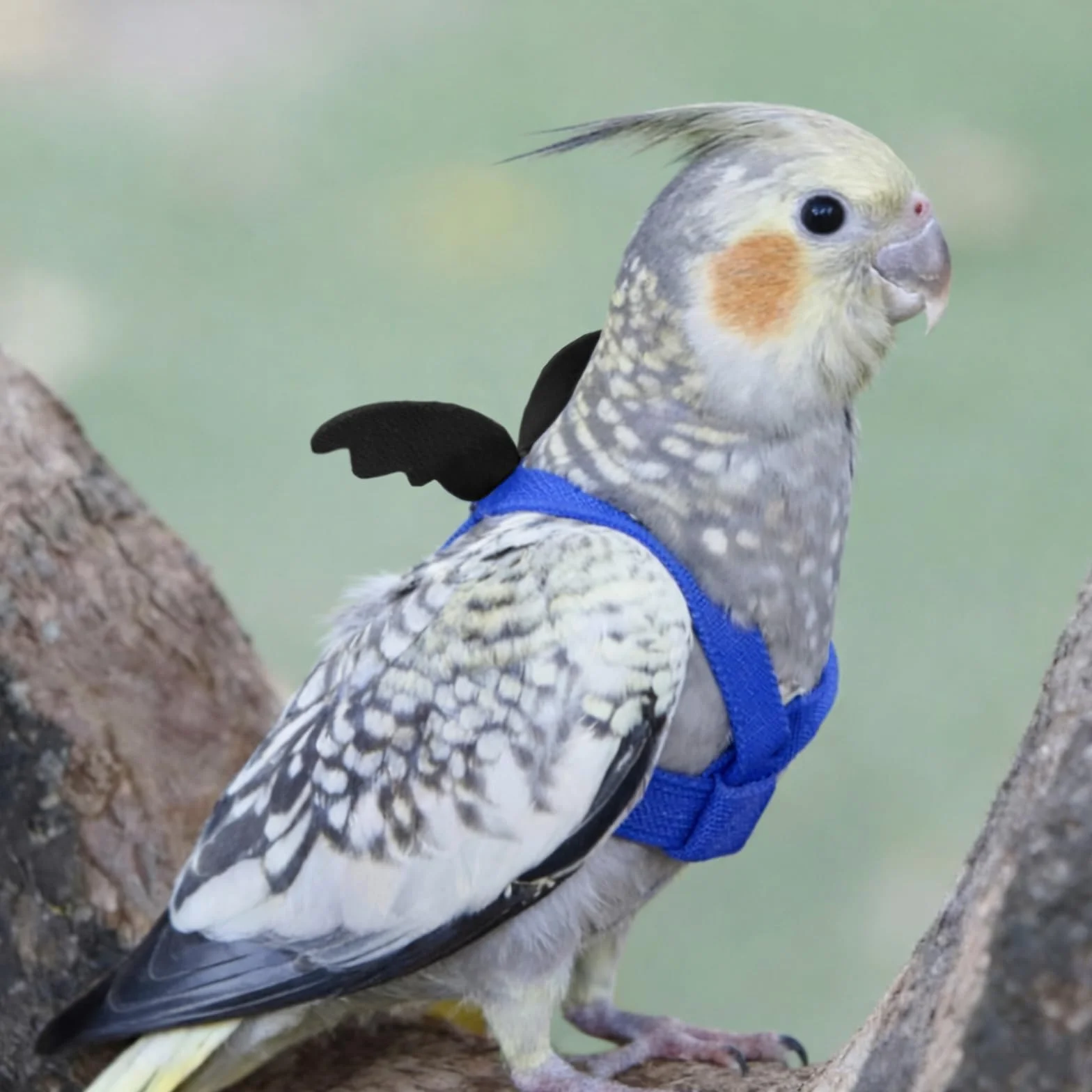 Harnais réglable pour Perroquet Laisse Anti-Morsure Sangle élastique Oiseaux