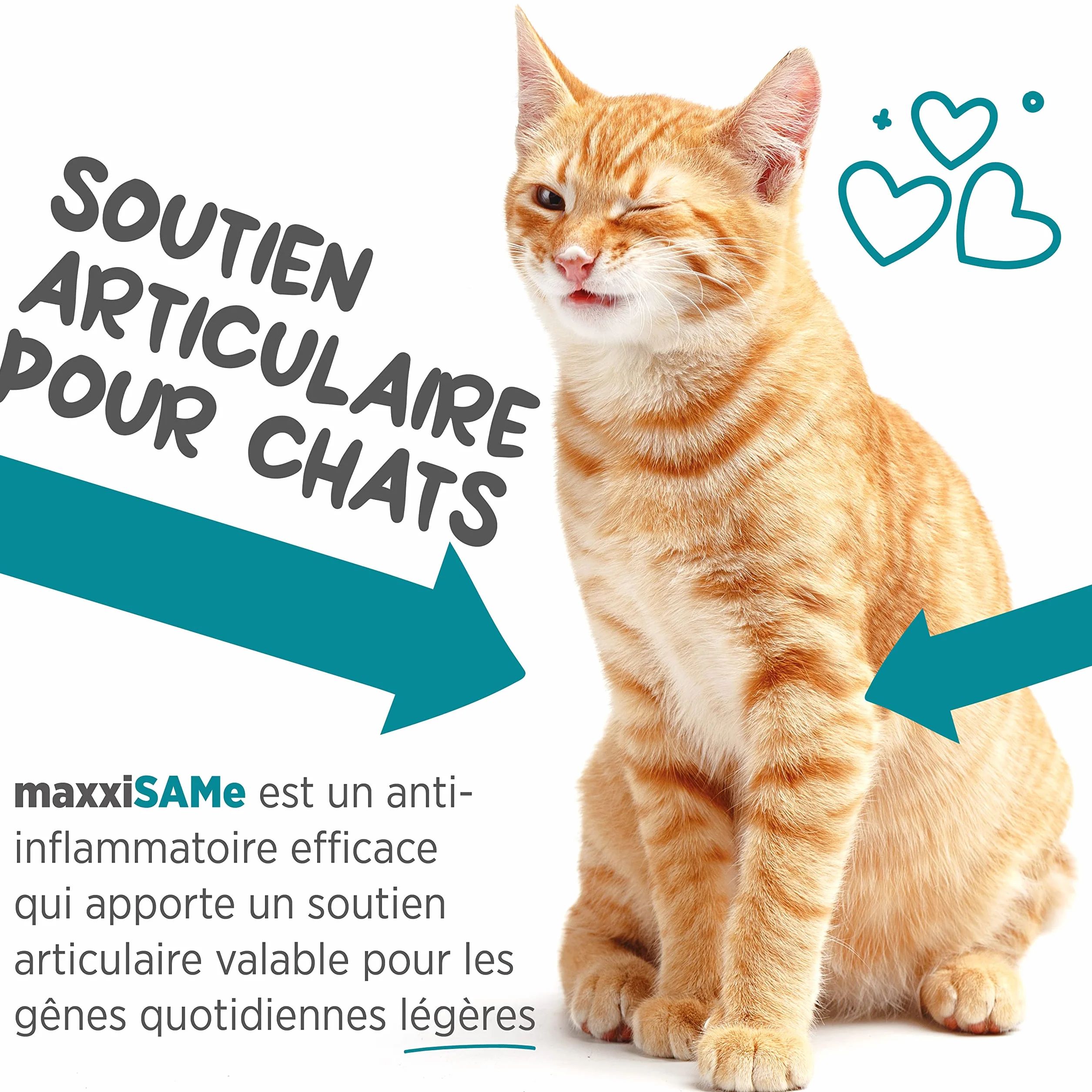 maxxiSAMe pour le Soutien du Foie félin et Dysfonctionnement cognitif Chats âgés – Sam-e Supplément Chats – Poudre 90 g