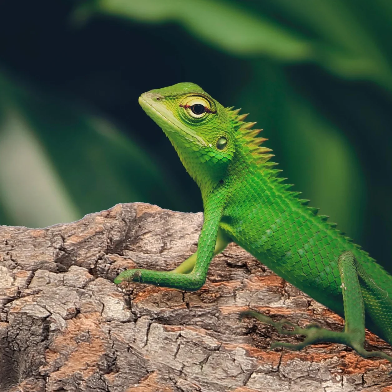 BESPORTBLE Lot de 4 cachettes en écorce d'arbre pour reptiles tortue léopard gecko serpent hamster