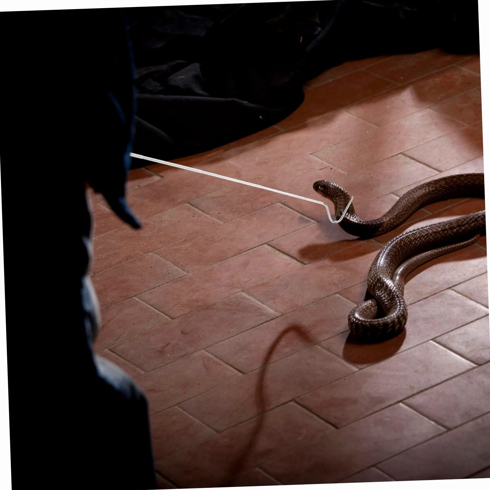 Crochet Rétractable pour Reptiles en Acier Inoxydable Attrape-Serpents Pliable Outil de Capture Longueur Réglable