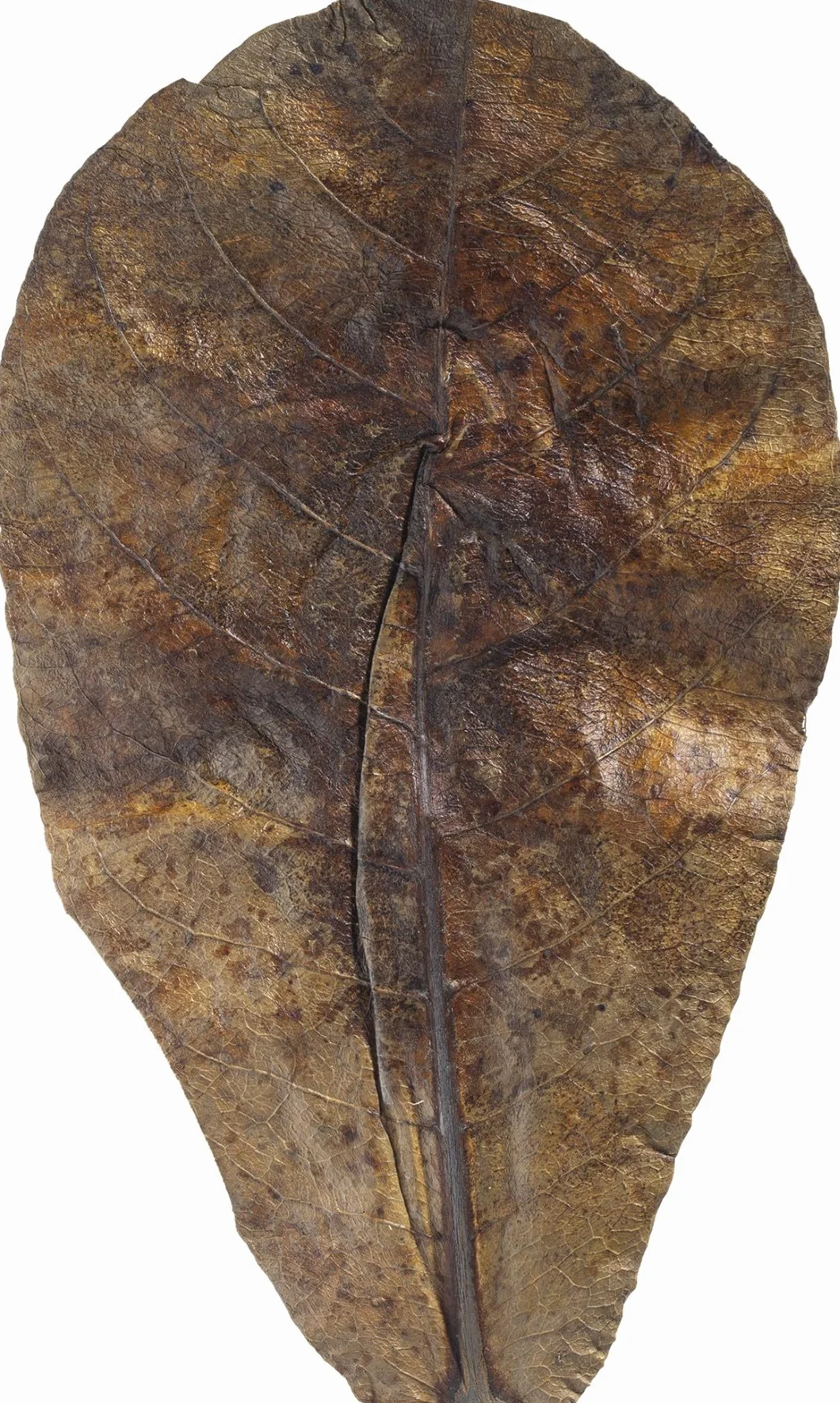 ARKA Myscape-Catappa Lot de 10 feuilles de Badamier 12,5-16 cm conditionneur d'eau naturel aquarium eau douce