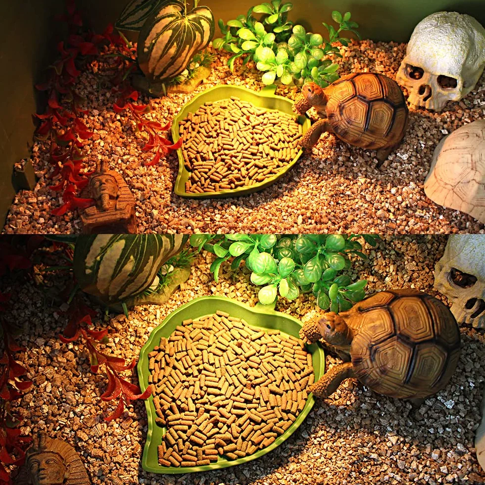 Bol d'Alimentation Reptiles Accessoires Tortues Bol à Boire Maison Bol d'Eau Lézards Hamsters